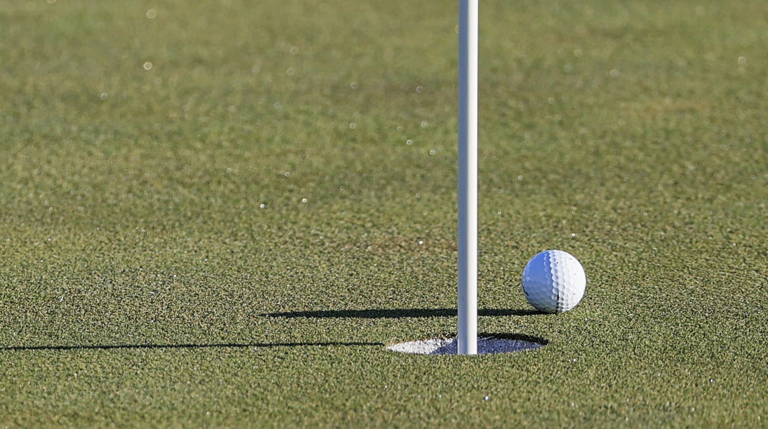 Urso provoca o fim de torneio de golfe no Japão