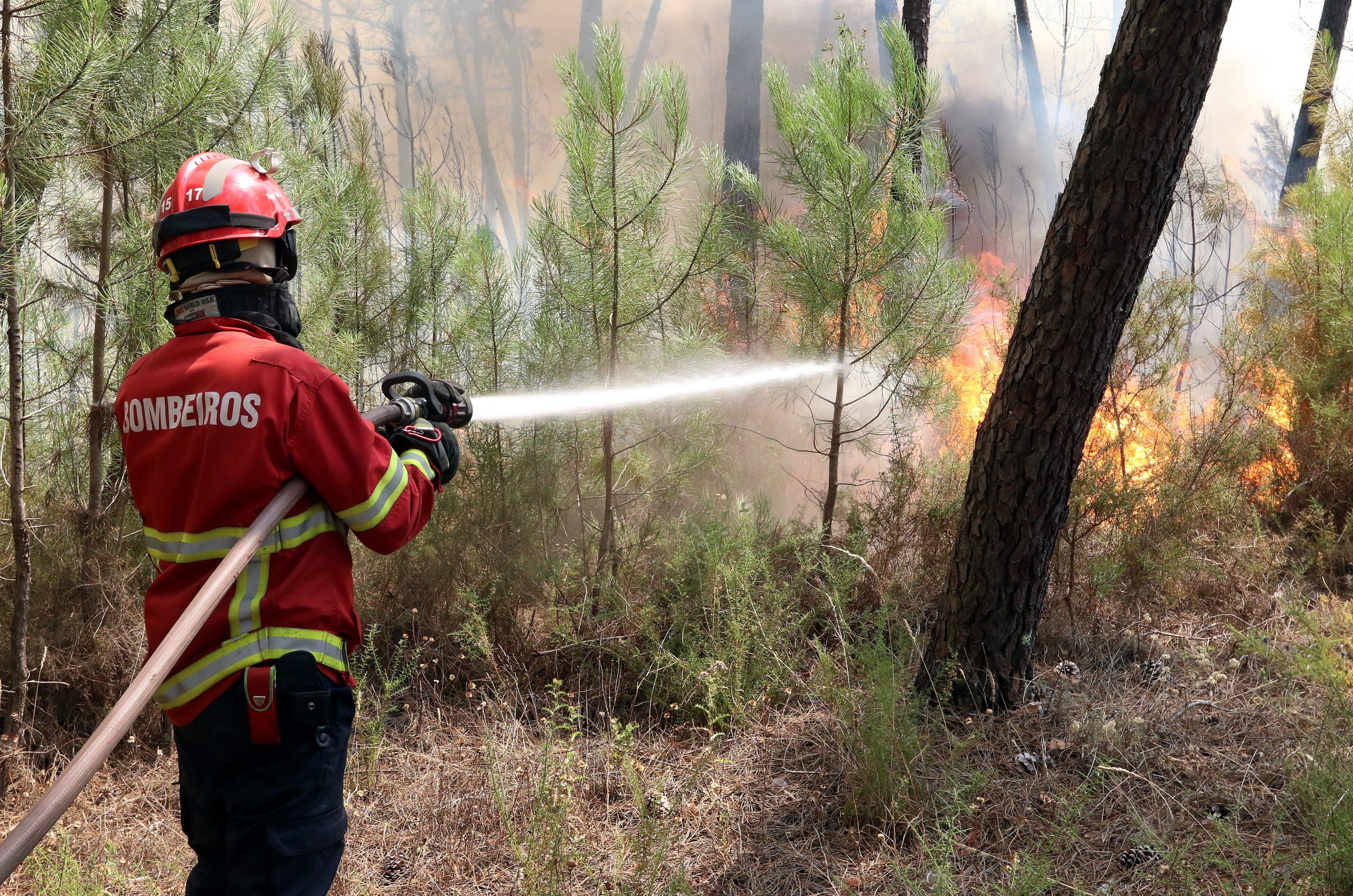 Incêndios. PJ deteve suspeito de atear fogos em Penalva e Sátão