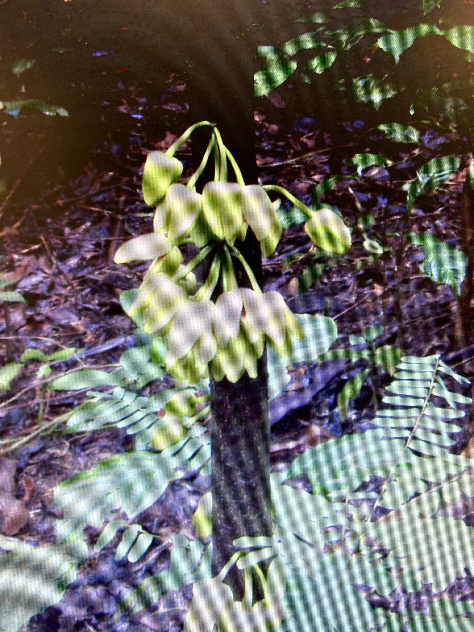Uma orquídea “fantasma” e uma árvore “DiCaprio”. Descobertas 205 novas espécies em 2021