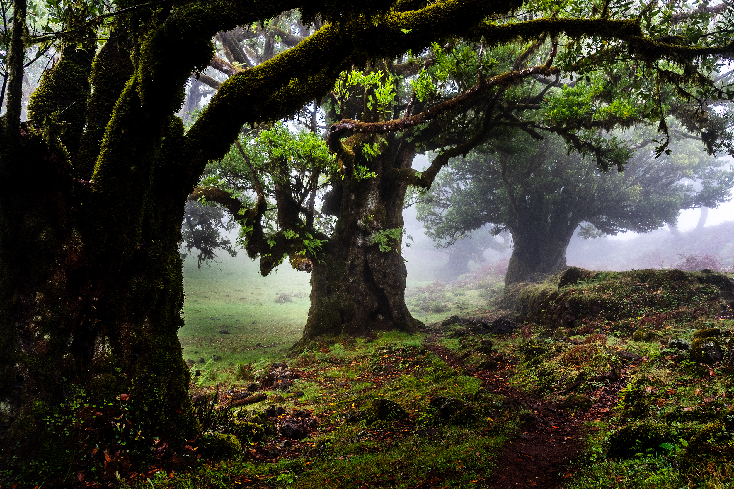 “Deixem-na quieta”. Como uma floresta do tempo dos dinossauros escapou aos incêndios da Madeira