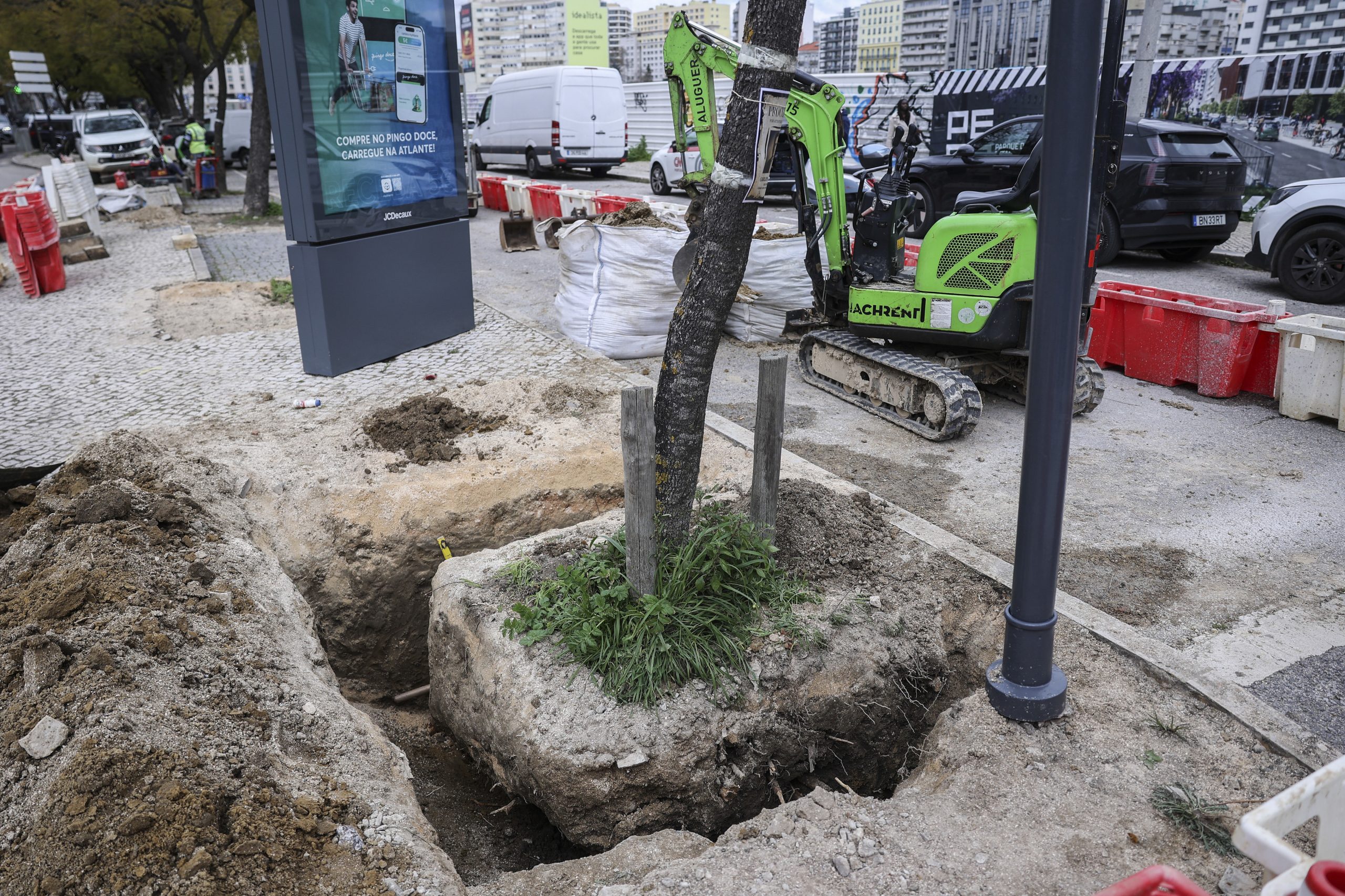 Câmara de Lisboa suspende intervenção nos jacarandás da Avenida 5 de outubro