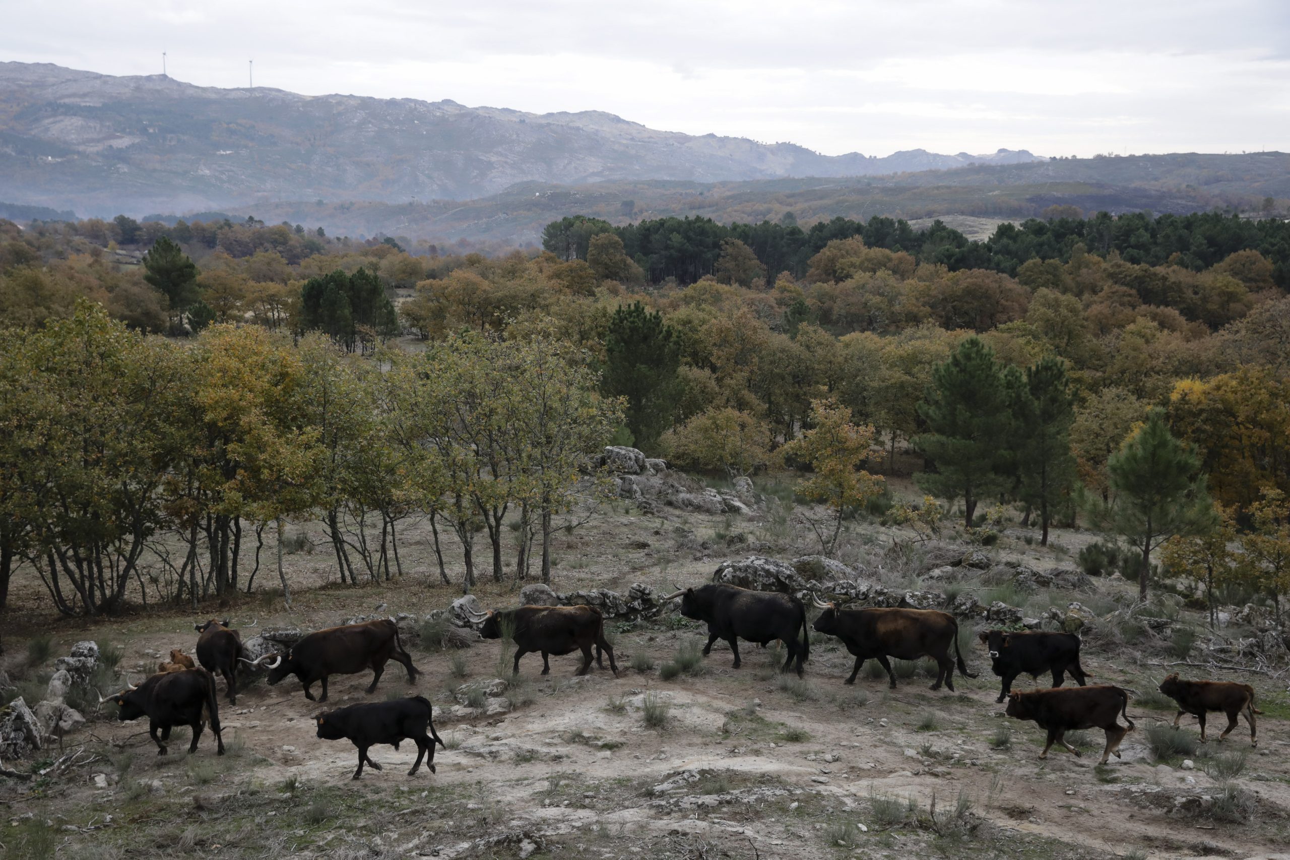 Terra Fria está cada vez mais quente, segundo plano para alterações climáticas