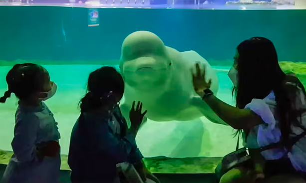Bella continua presa num aquário em centro comercial de Seul. Ativistas lutam para libertar a beluga