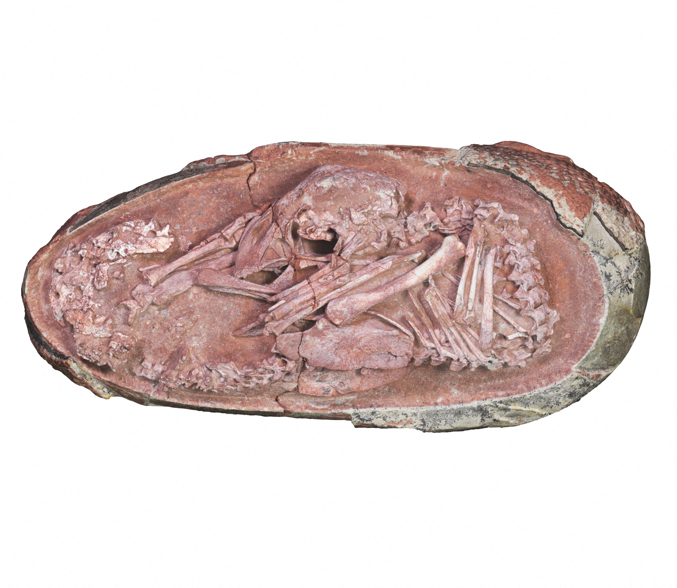 “Bebé Yingliang”. Encontrado embrião perfeitamente preservado de dinossauro prestes a nascer