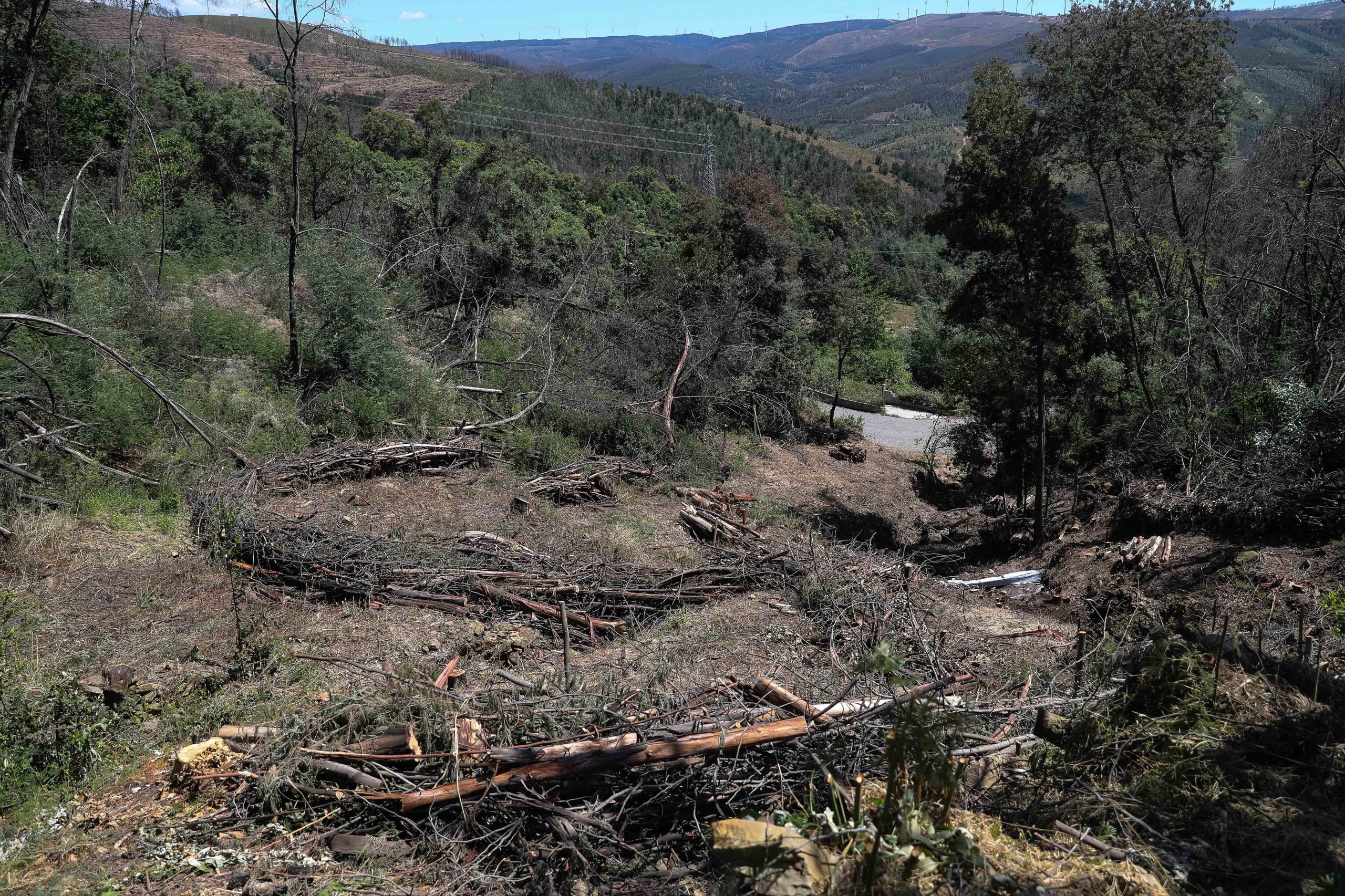 Incêndios: Ministro assegura inexistência de duplicação de fundos no apoio