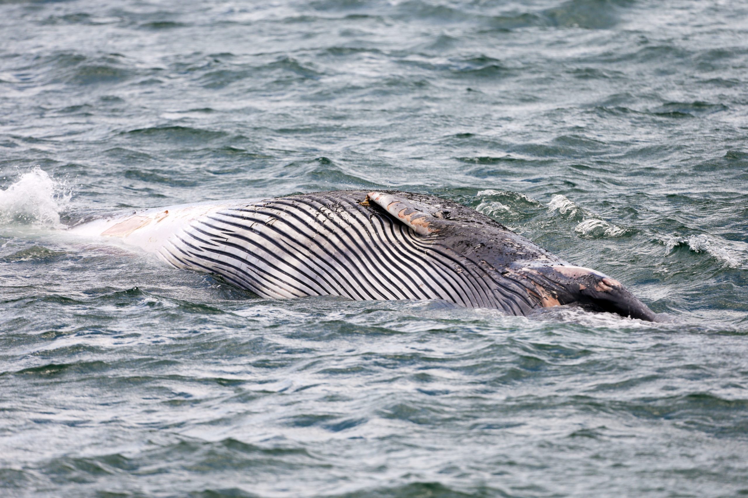 Baleia morta dá à costa em Salir do Porto