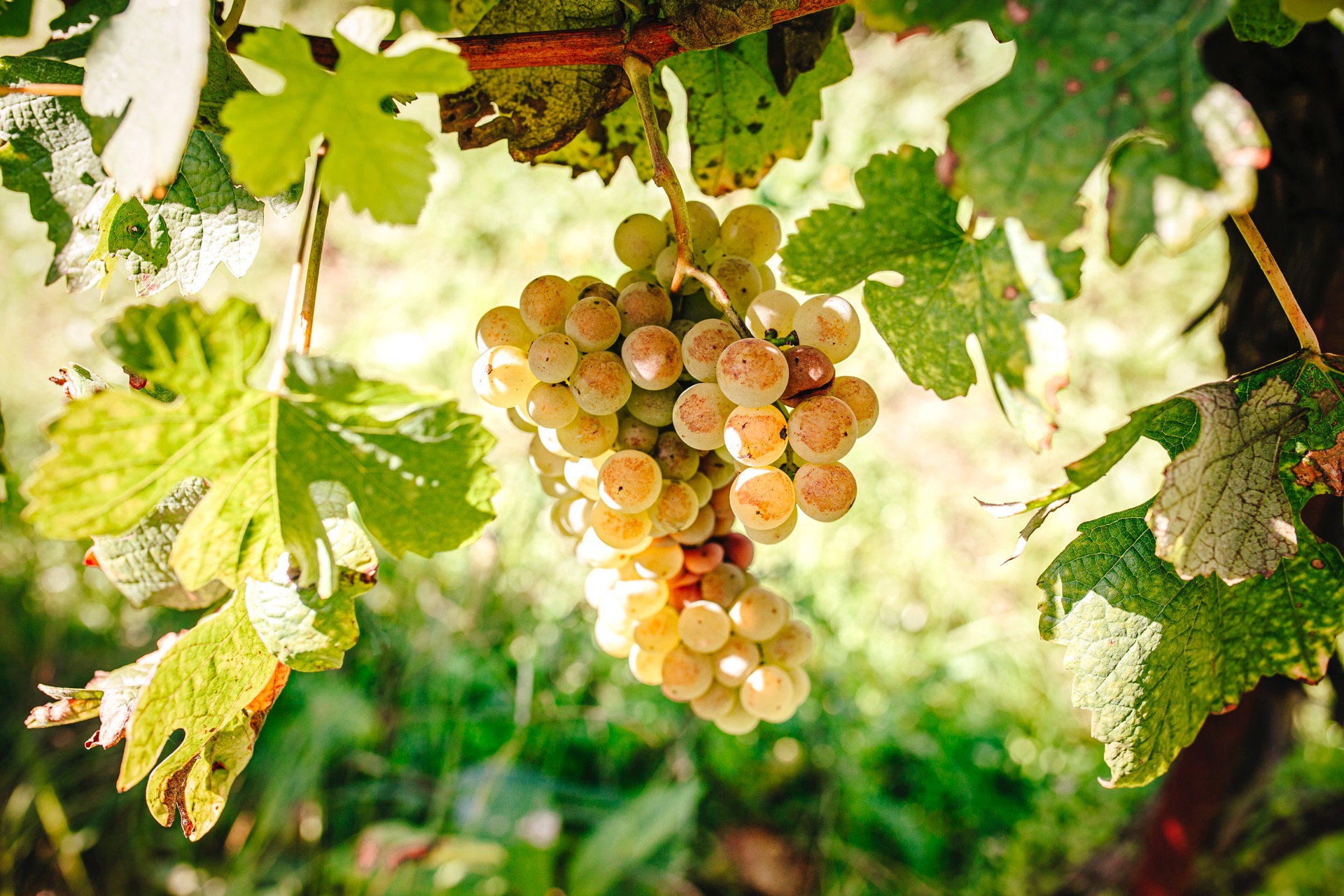 Sete municípios dos Açores candidatam-se a Cidade Europeia do Vinho em 2026