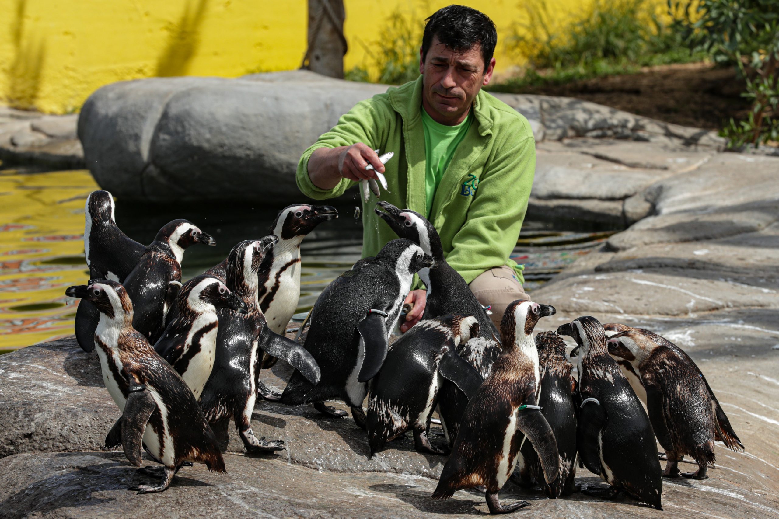 Teve de encerrar pela primeira vez em 20 anos, mas o Zoo de Lagos mantém as rotinas dos animais