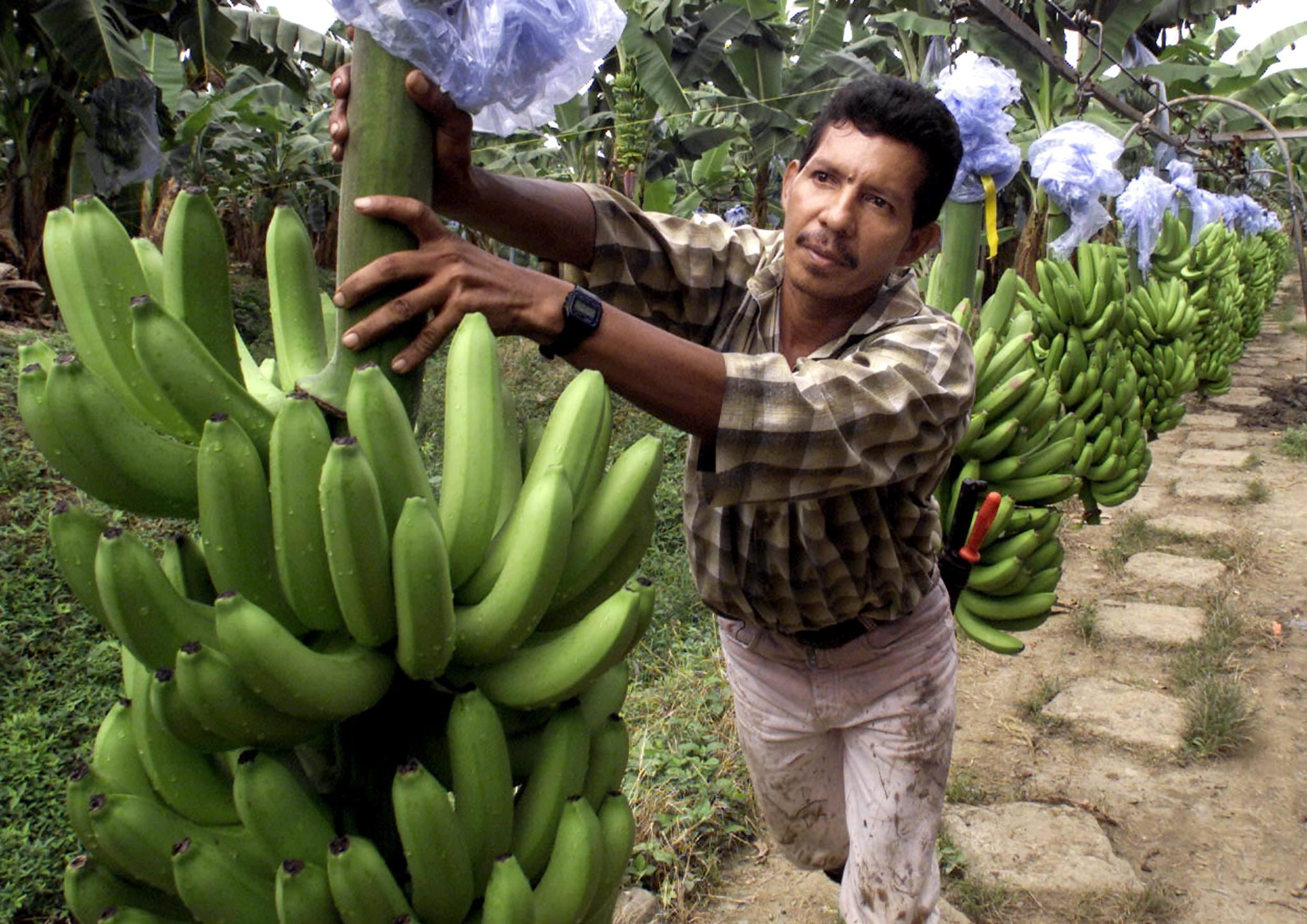 Chiquita vai retomar exportações de banana em dezembro e voltar a contratar trabalhadores despedidos no Panamá