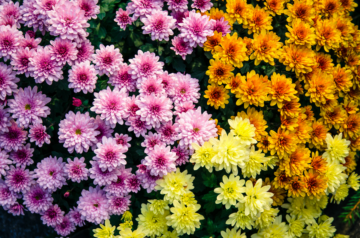 Florir Portugal: Uma ideia que está a espalhar-se pelo país