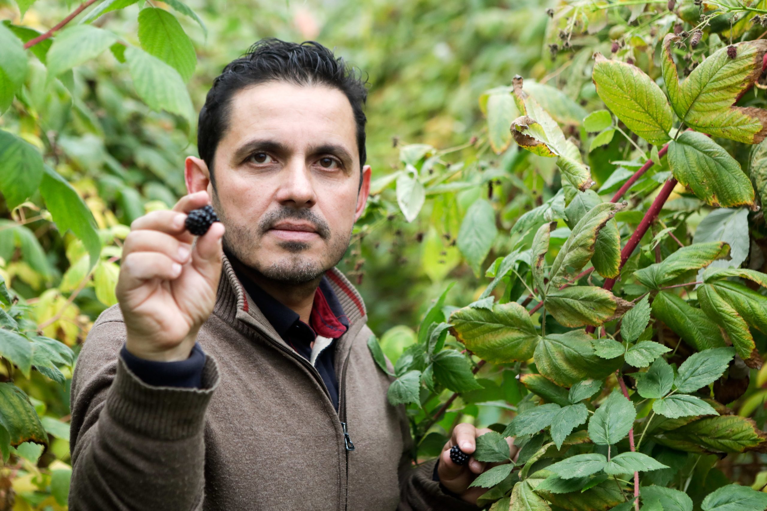Nem só de uva se faz vinho. Agricultor da Guarda cria néctares a partir de amoras e framboesas