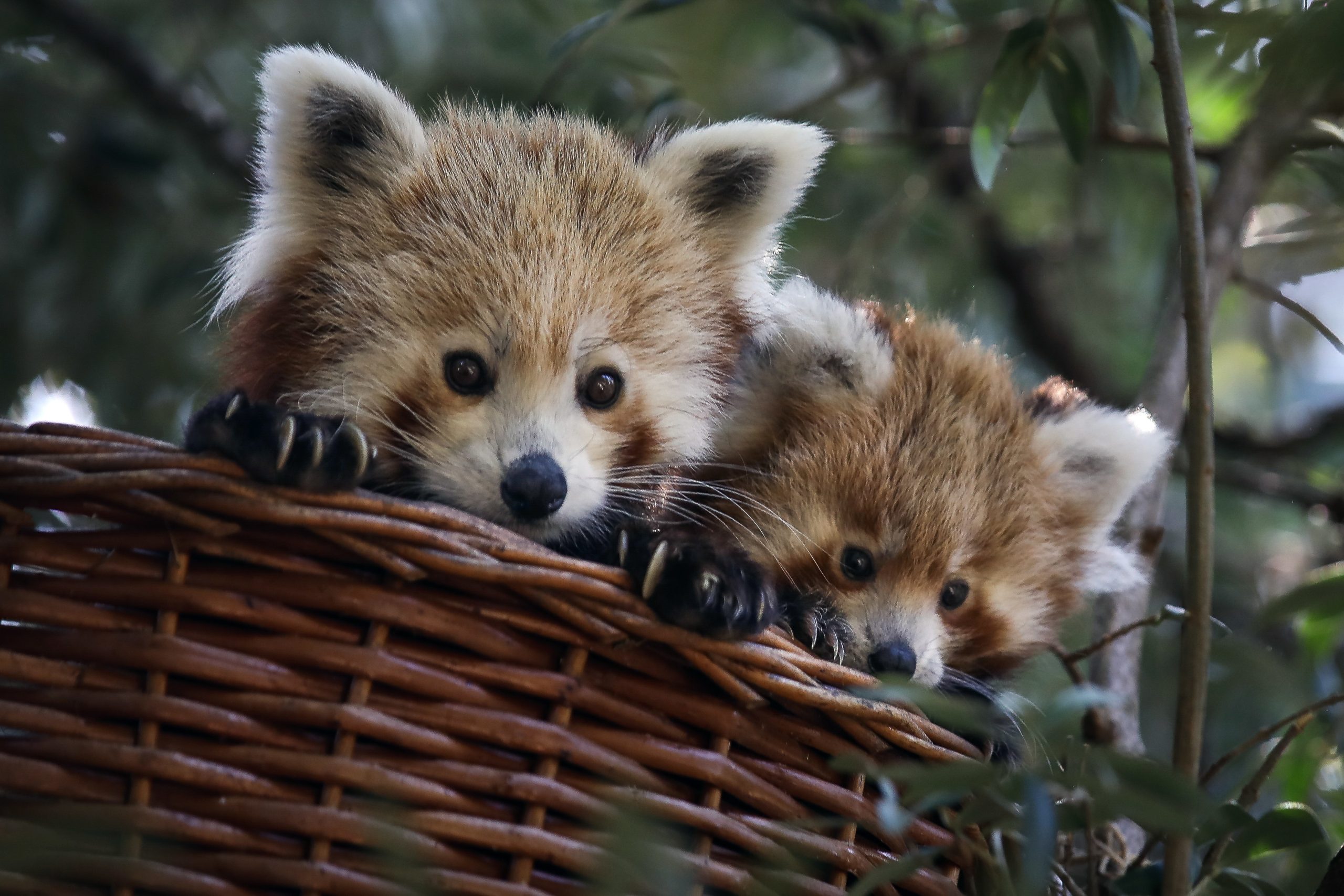 O lento renascimento dos pandas-vermelhos no Nepal