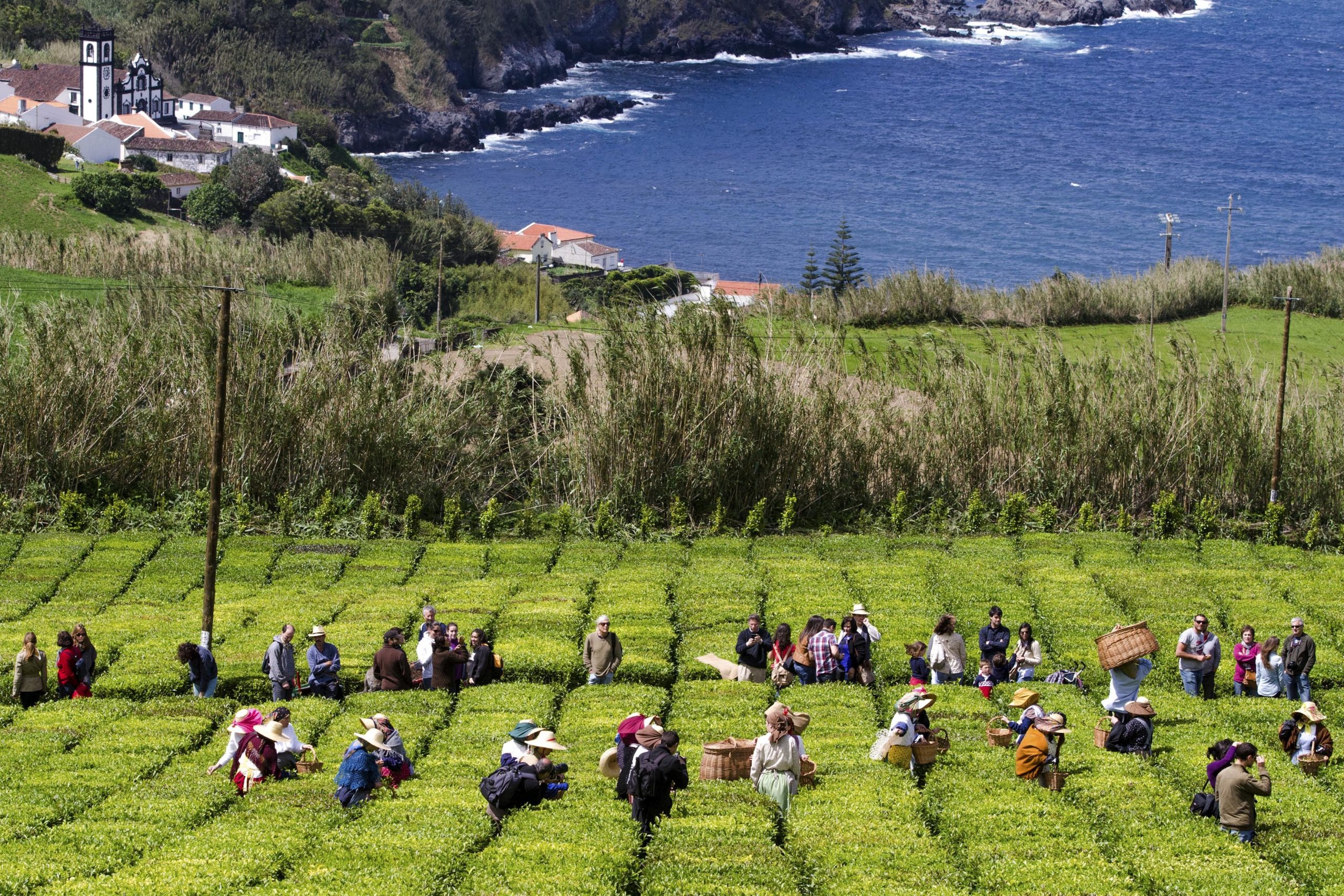 Azores Burning Summer: Em agosto, no Porto Formoso nos Açores, vai-se ouvir música e falar-se de sustentabilidade