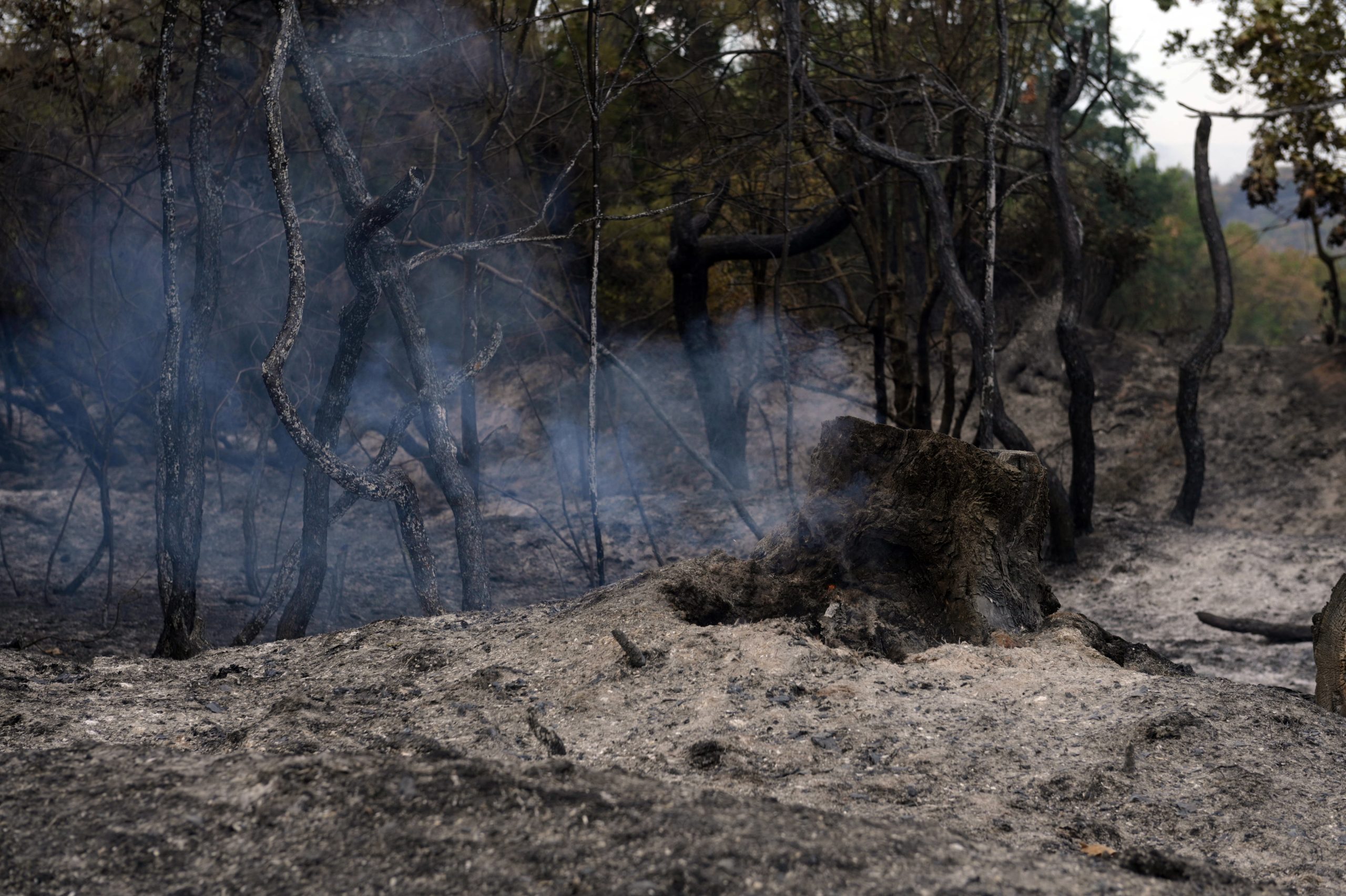 Bombeiros gregos continuam a tentar dominar incêndio em Evros