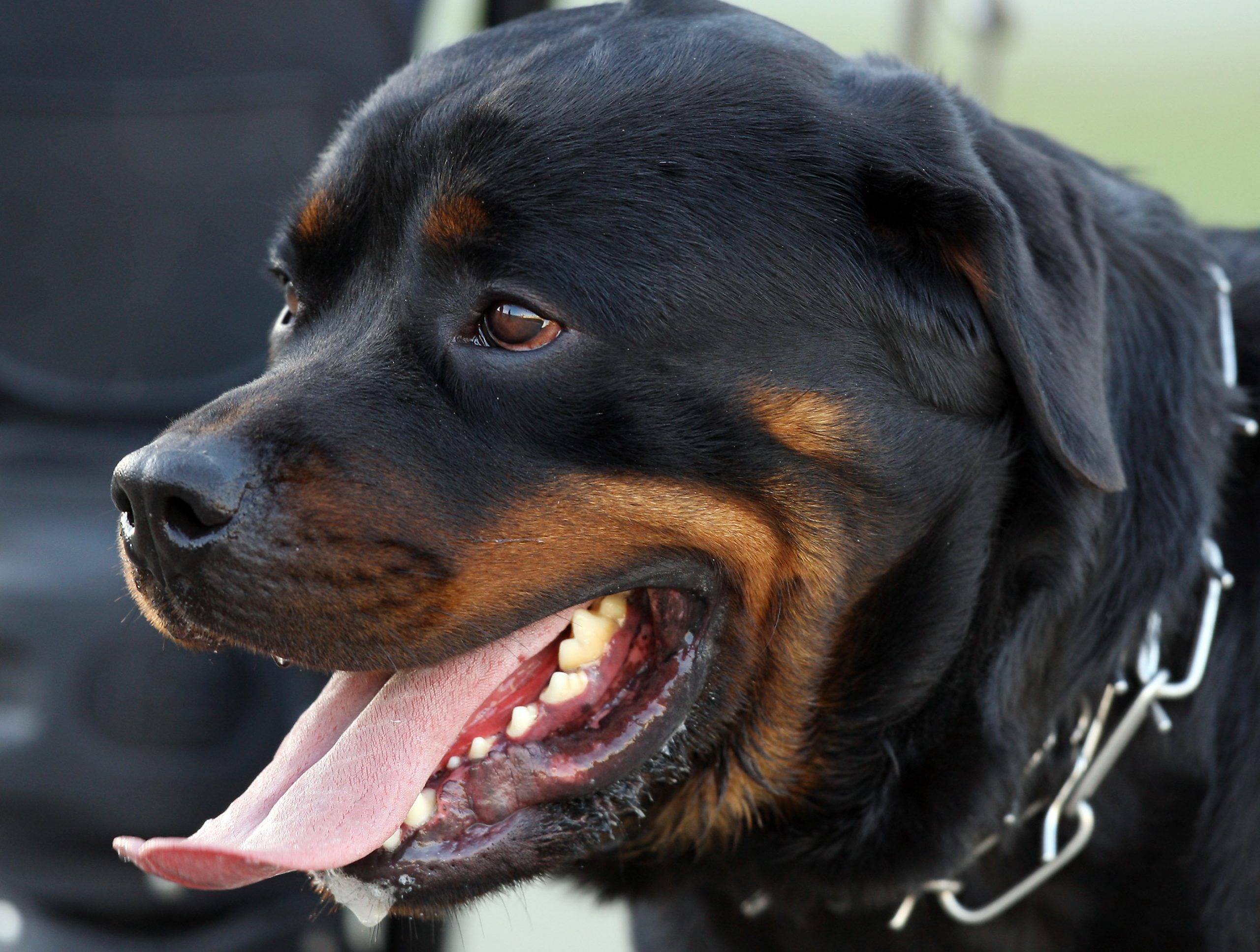 PSP registou este ano 46 queixas por ataques de cães perigosos