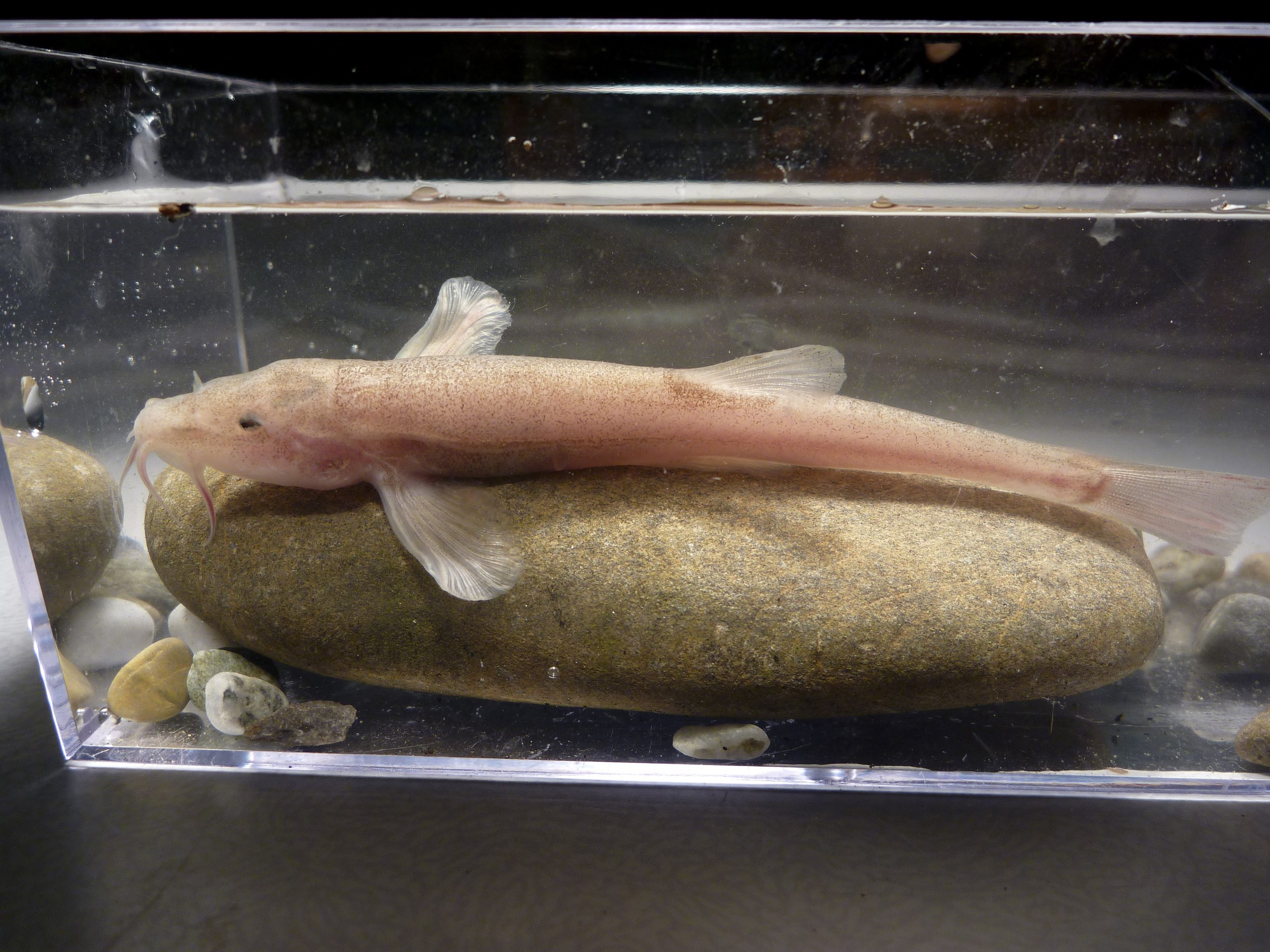Barbatula, o primeiro peixe de caverna europeu