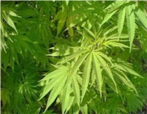 GNR apreende plantas de canábis no distrito de Beja