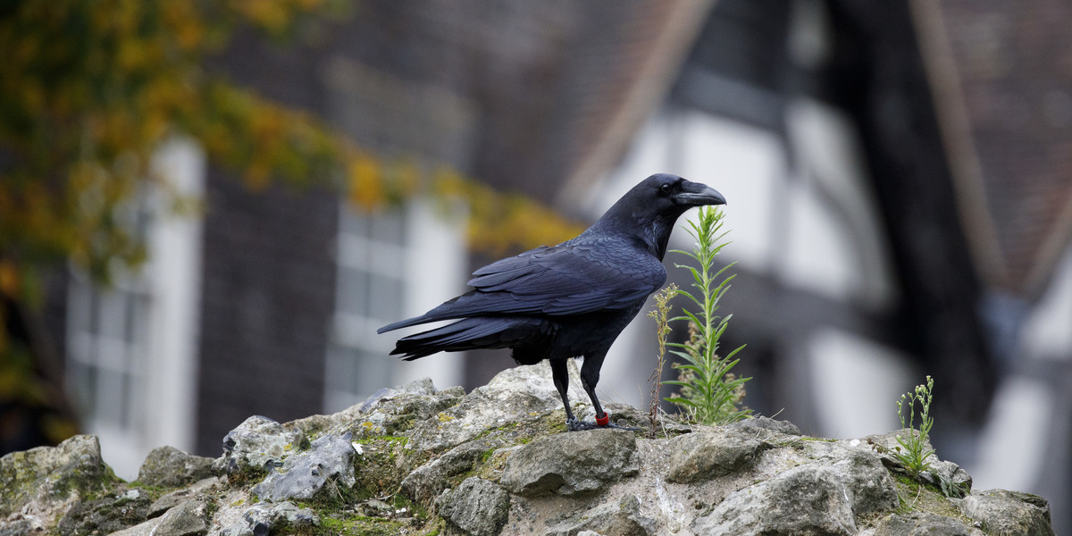 Grupo de investigadores britânicos concluiu que as aves urbanas estão repletas de bactérias resistentes a antibióticos