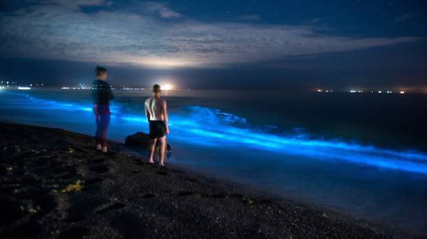 “Aurora do mar” ilumina a costa da Nova Zelândia