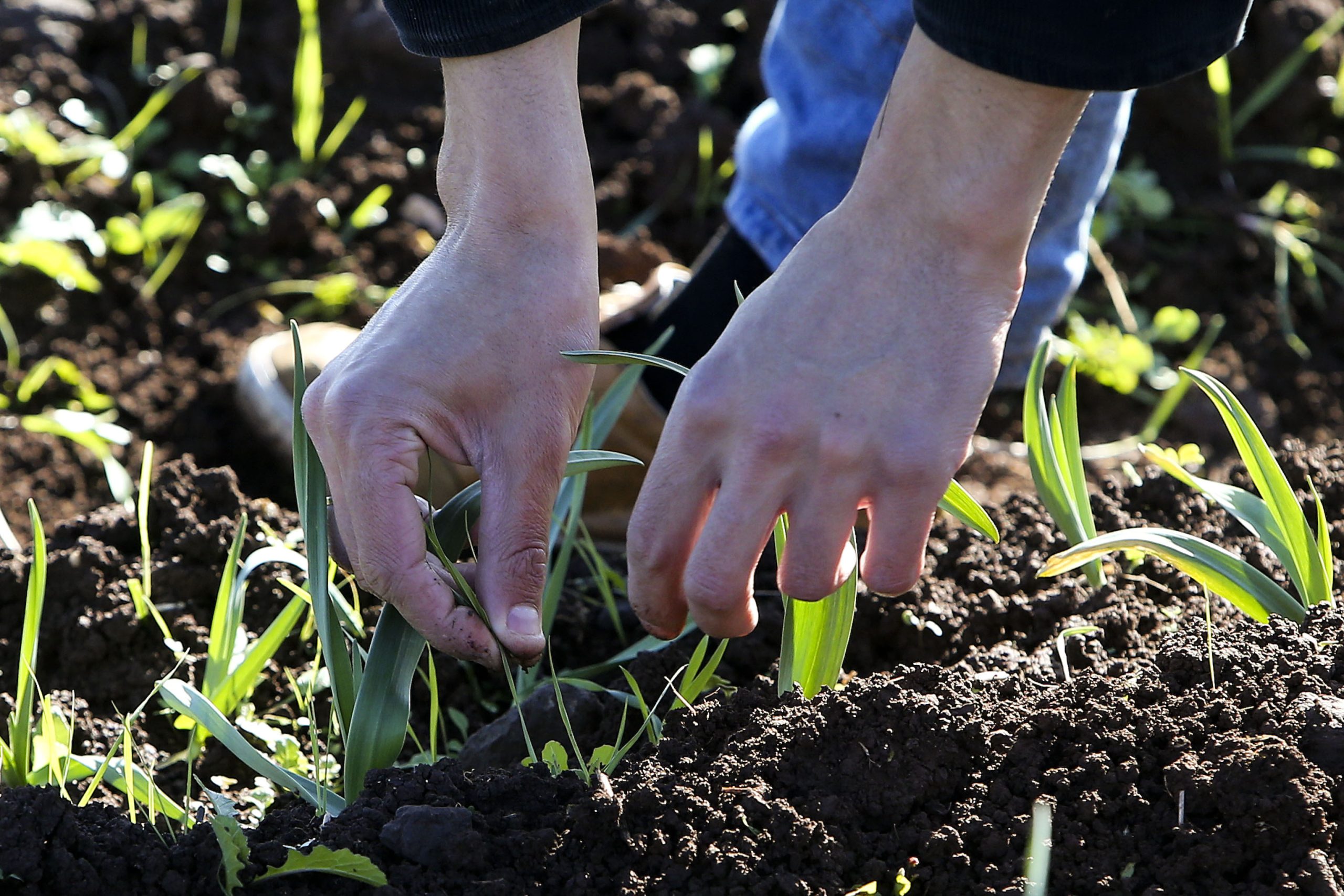 Web Summit: WiseCrop procura novos investidores para “revolucionar agricultura”