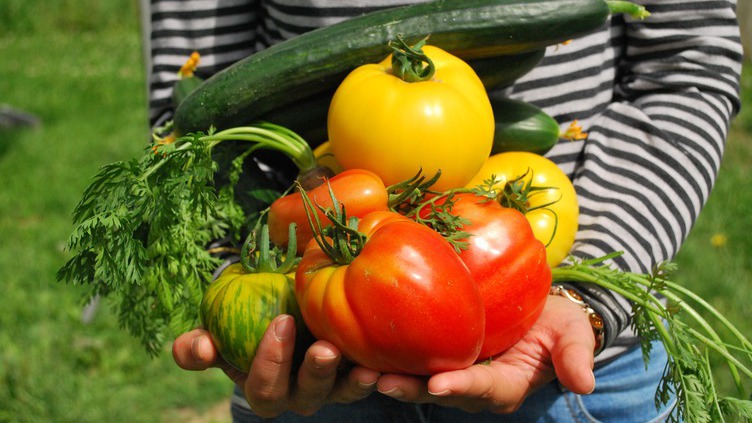 Progresso alimentar: matar a fome já não é o que era