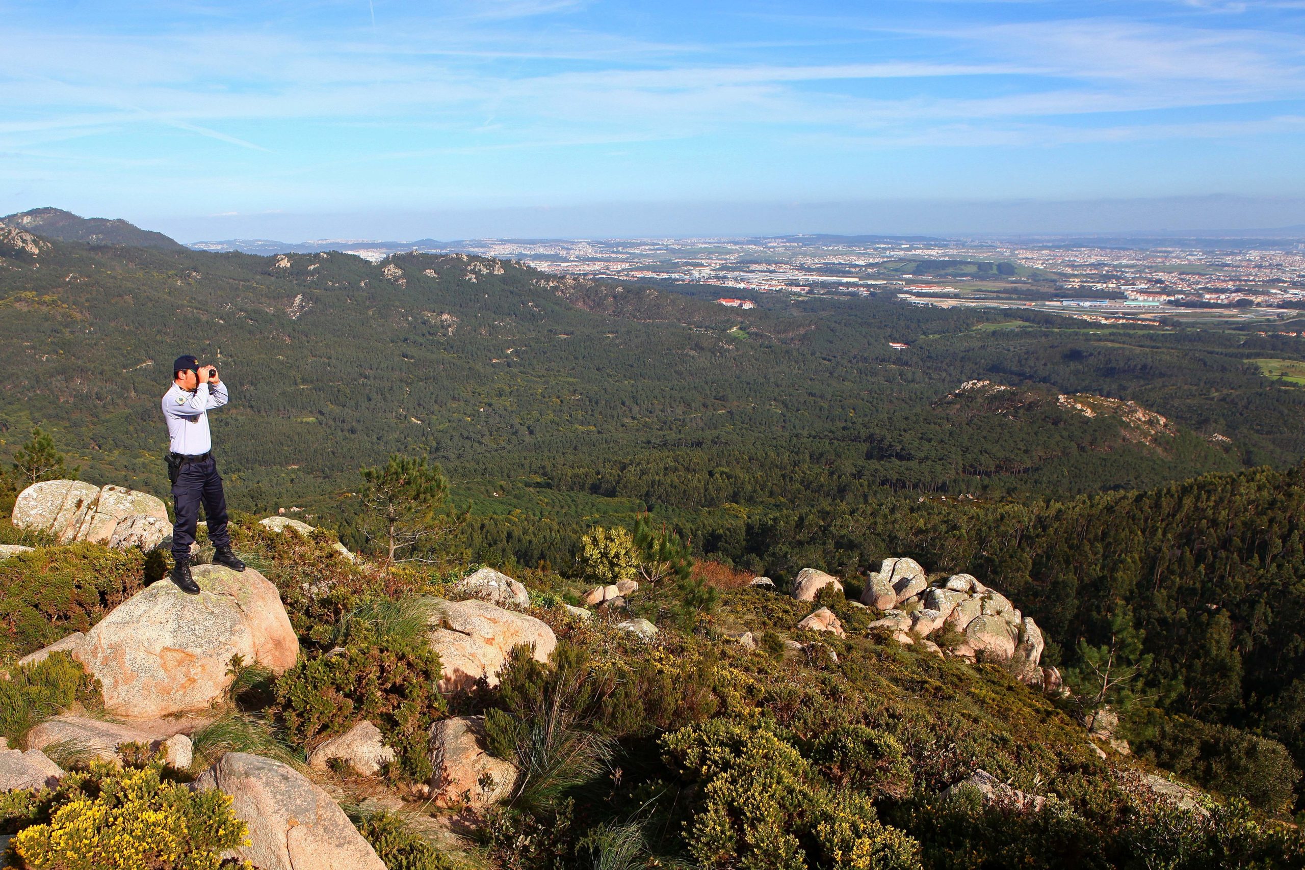 Câmara de Cascais quer criar plano para reflorestar Parque Natural