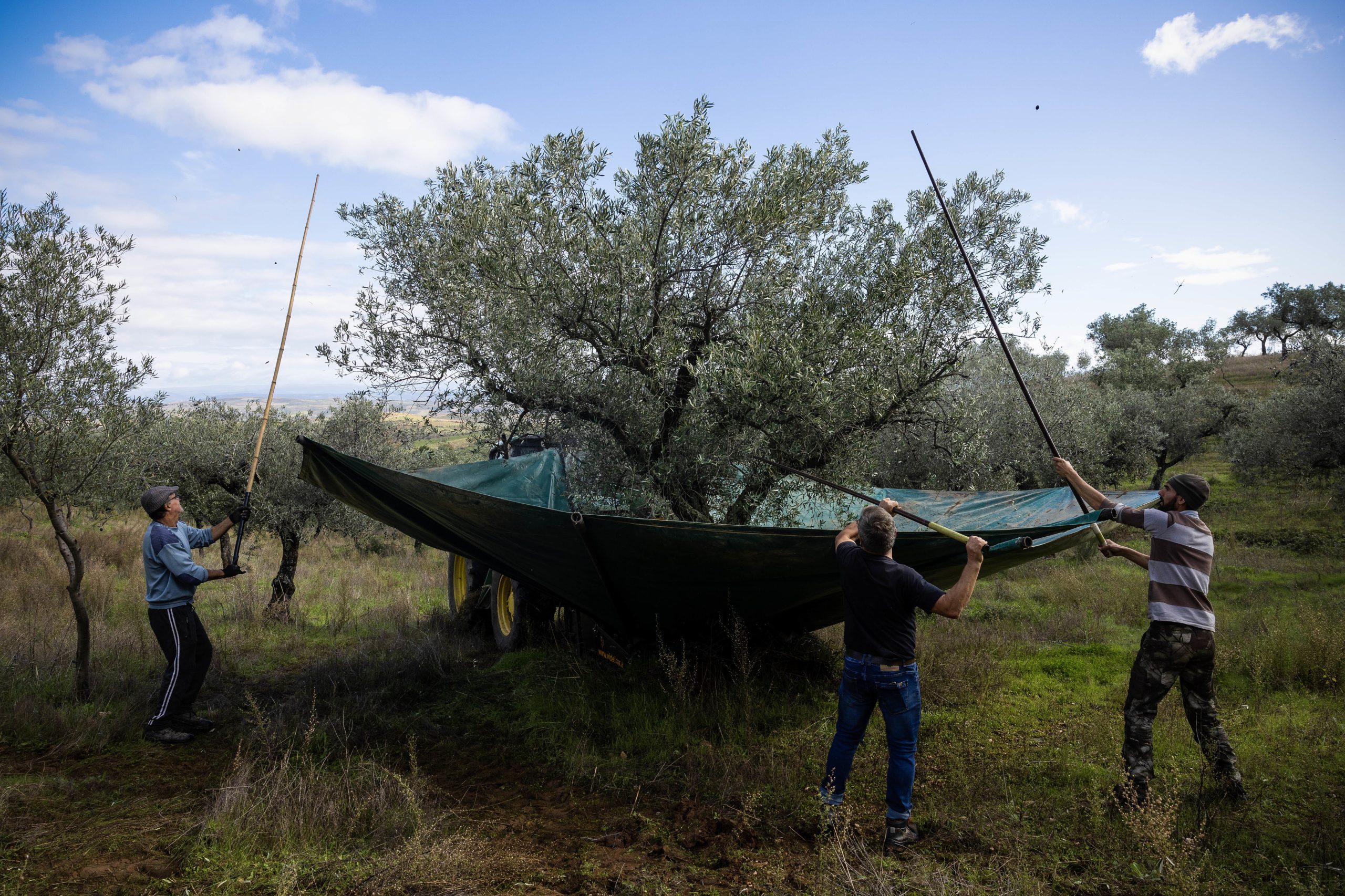 Há dois anos que a colheita de azeitona cai em Valpaços e preocupa agricultores