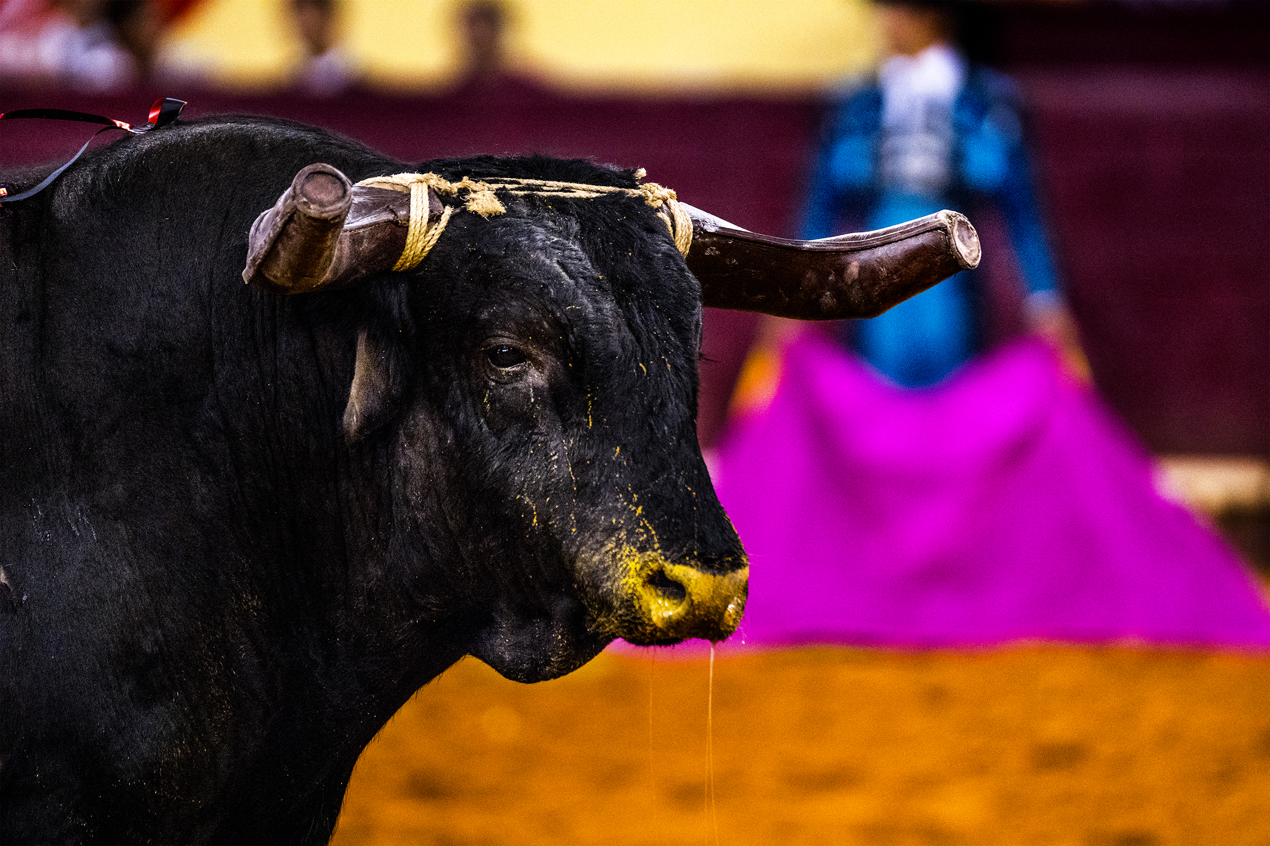 Festas de Barrancos com tradicionais touros de morte começam na terça-feira