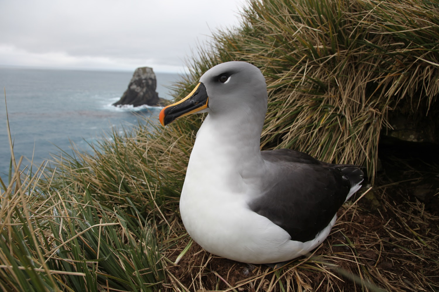 Estudo de Coimbra deteta microplásticos e contaminantes químicos em aves marinhas