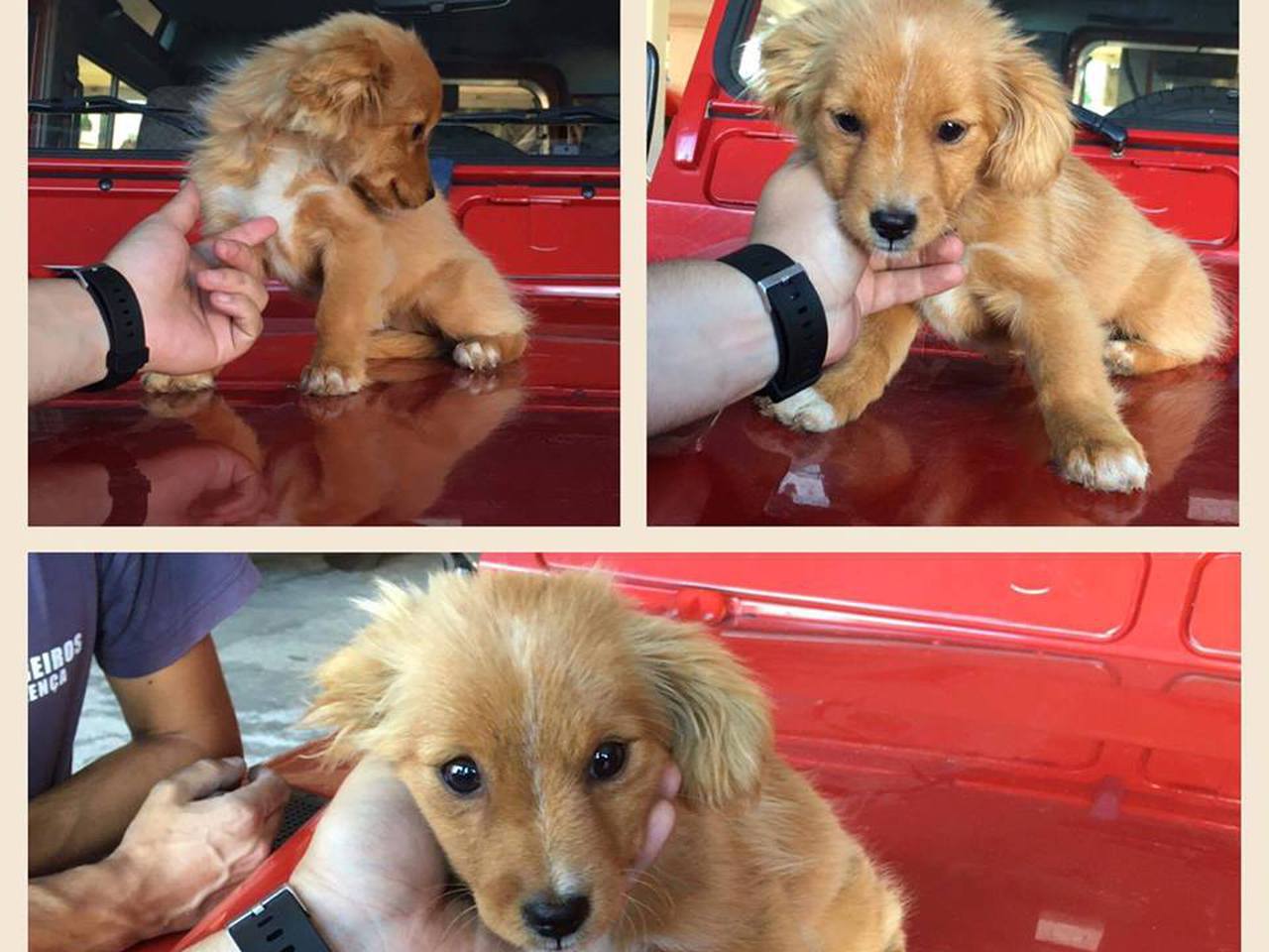 Kika tornou-se a “bombeira-mascote” em Valença