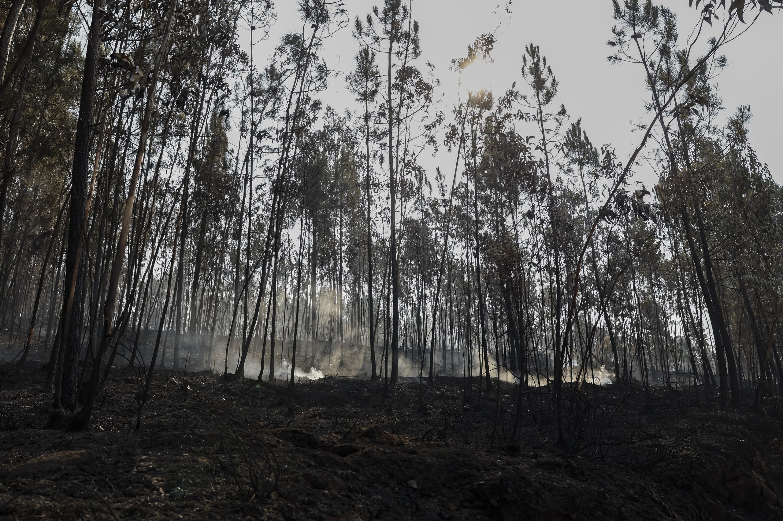 Associação Zero quer renaturalização no futuro Plano Nacional de Restauro da Natureza