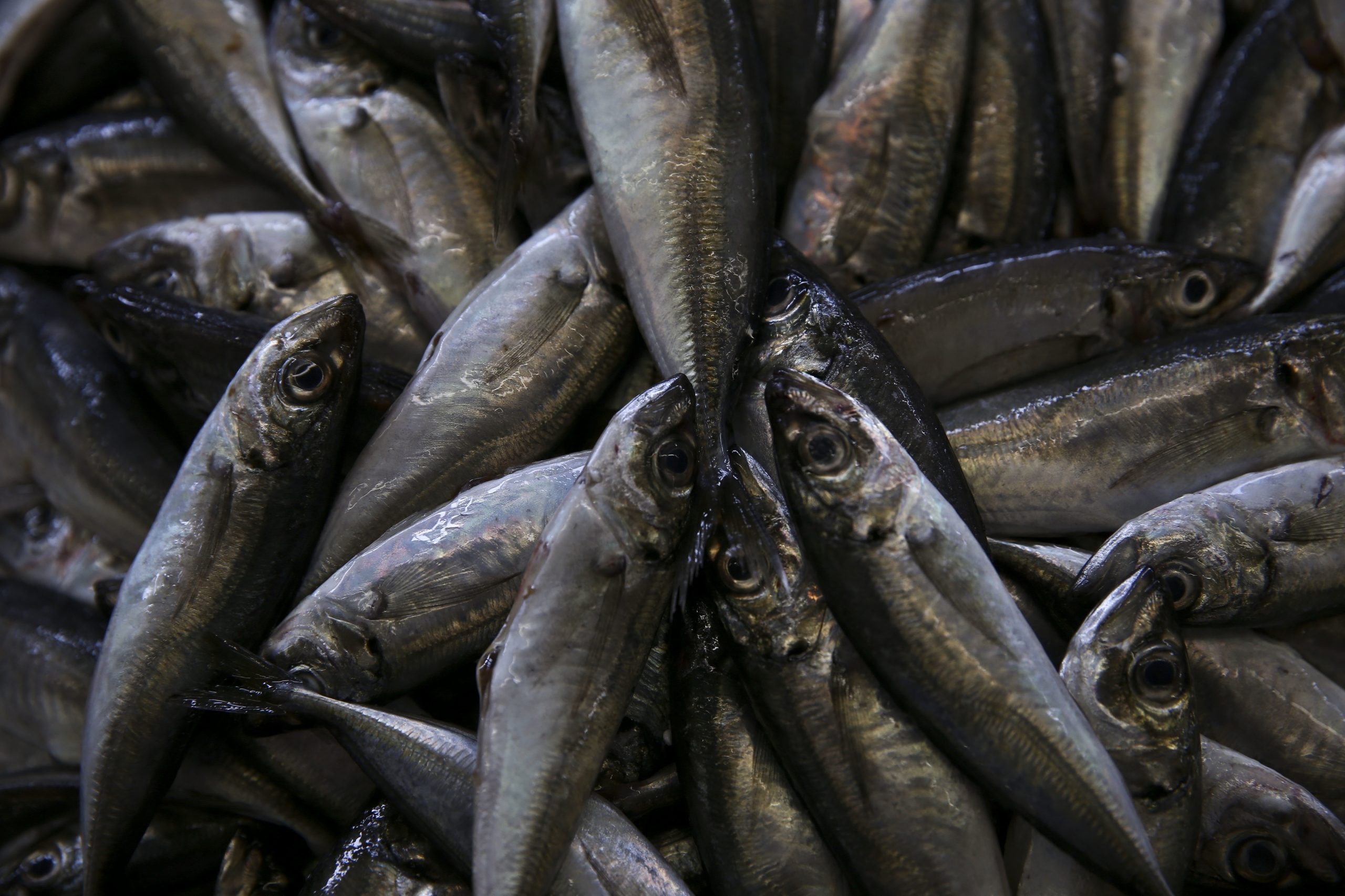 Portugal importou mais de 300 mil toneladas de peixe este ano e exportou 153 mil toneladas