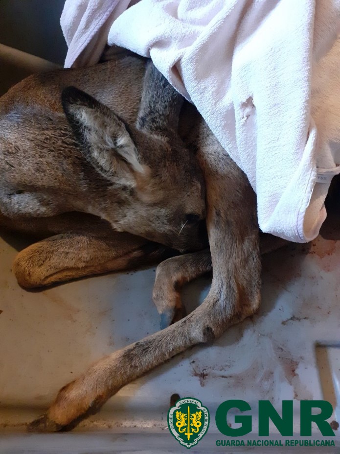 Corço ferido resgatado em Proença-a-nova