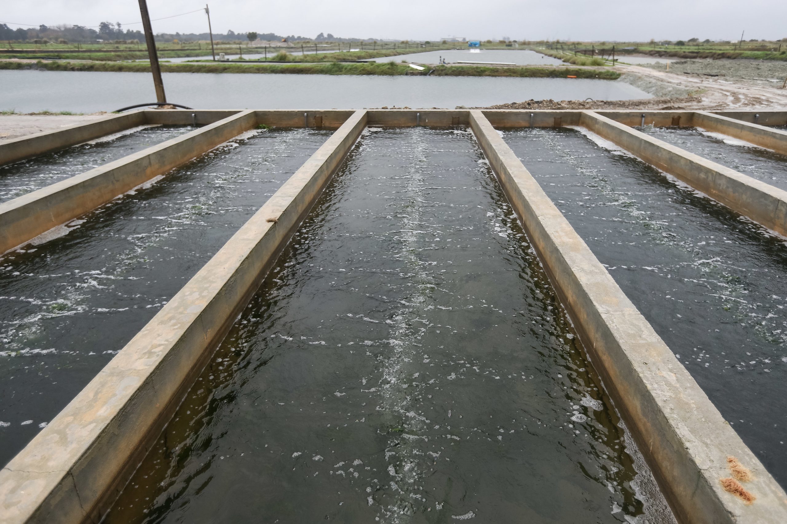 Mar 2020 atribuiu quase 15 milhões de euros à pesca e aquicultura desde 2020