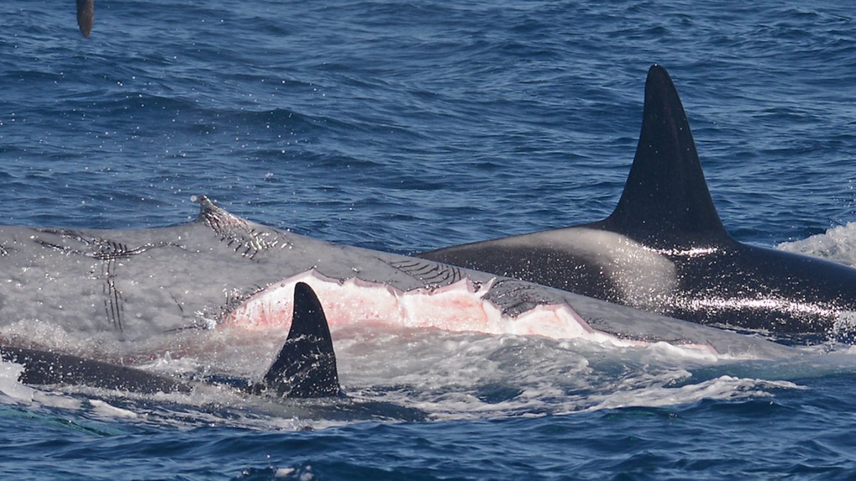 Costa da Caparica. Naufrágio após interação com orcas