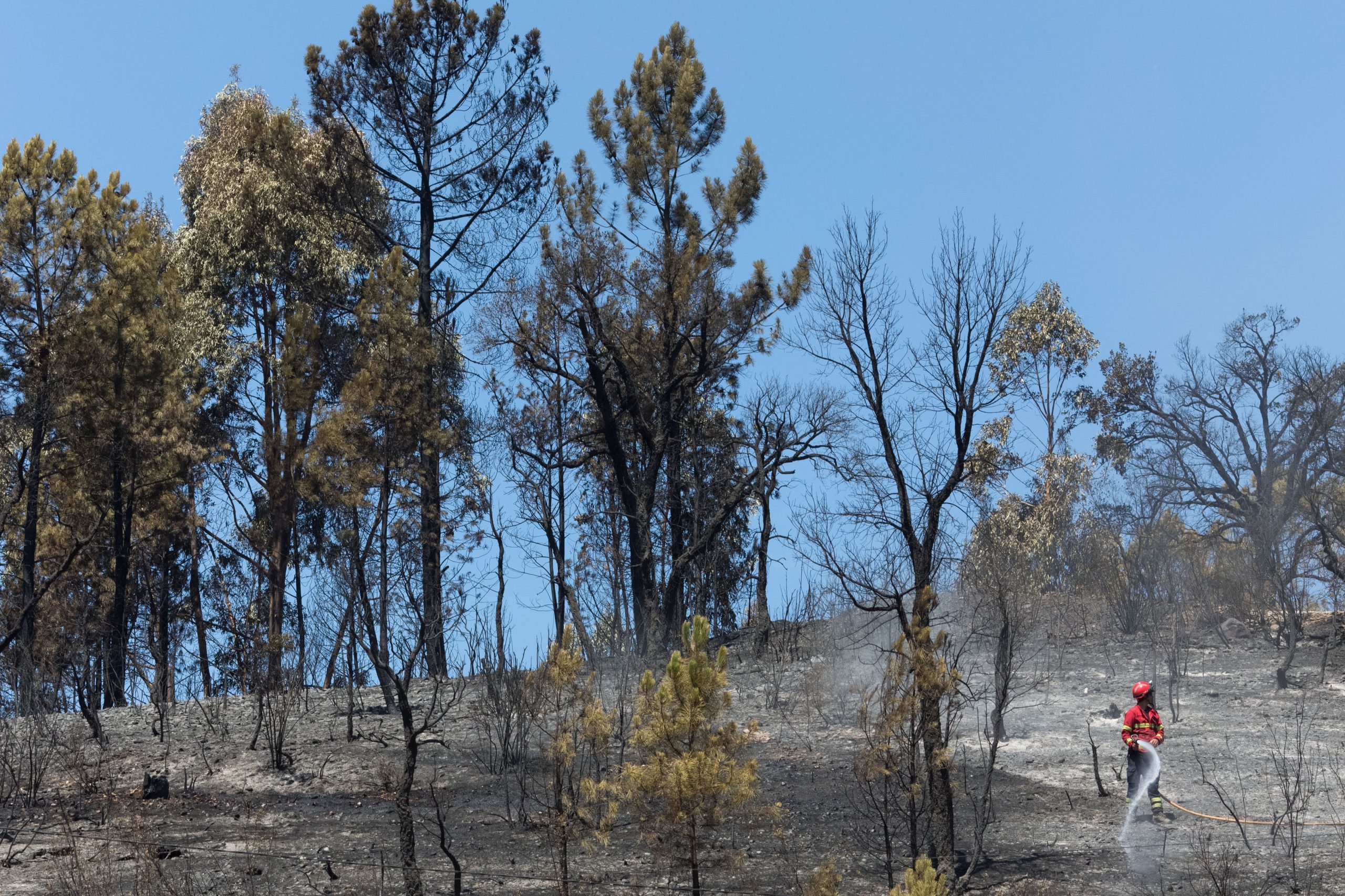 Incêndios: PJ deteve suspeito de atear fogo florestal em Sabrosa, Vila Real