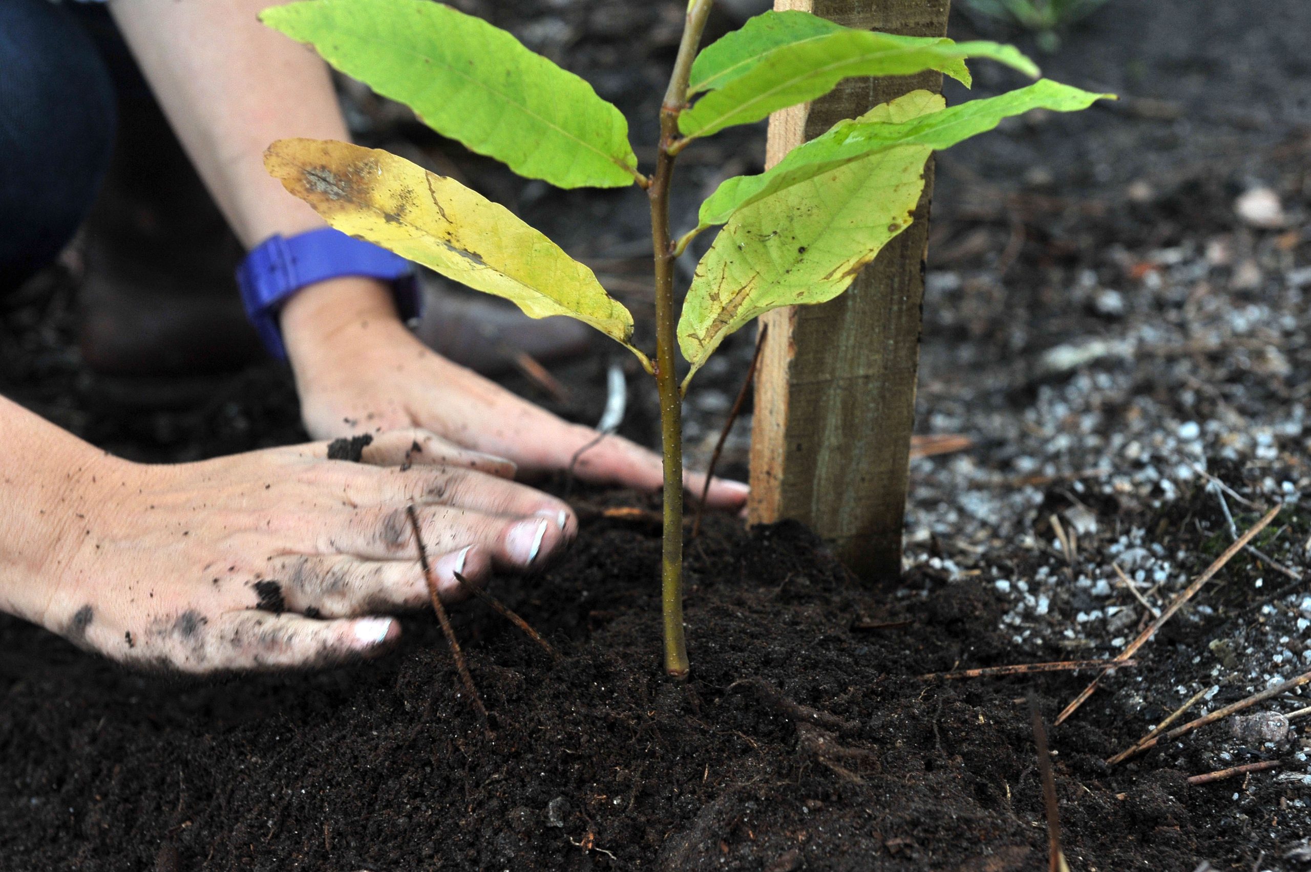 Diplomas sobre defesa da floresta entram em vigor na terça-feira