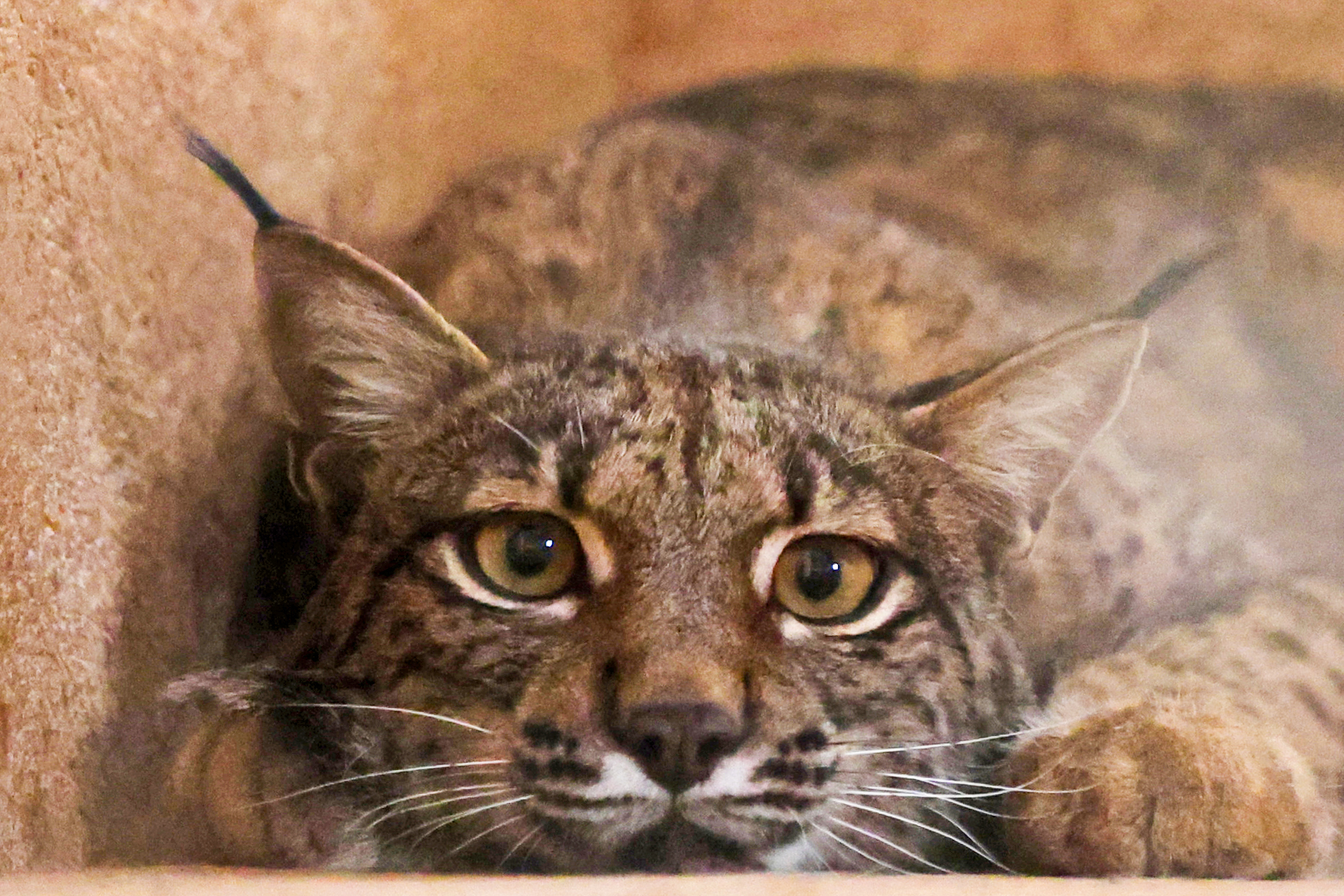 Linces “avós, mães e netas” espalham-se pela Península e quebram tabús há 15 anos