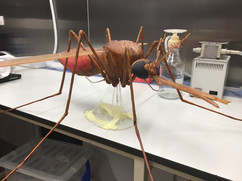 Vamos falar sobre mosquitos? Conheça a equipa portuguesa a desenvolver uma vacina contra a Malária