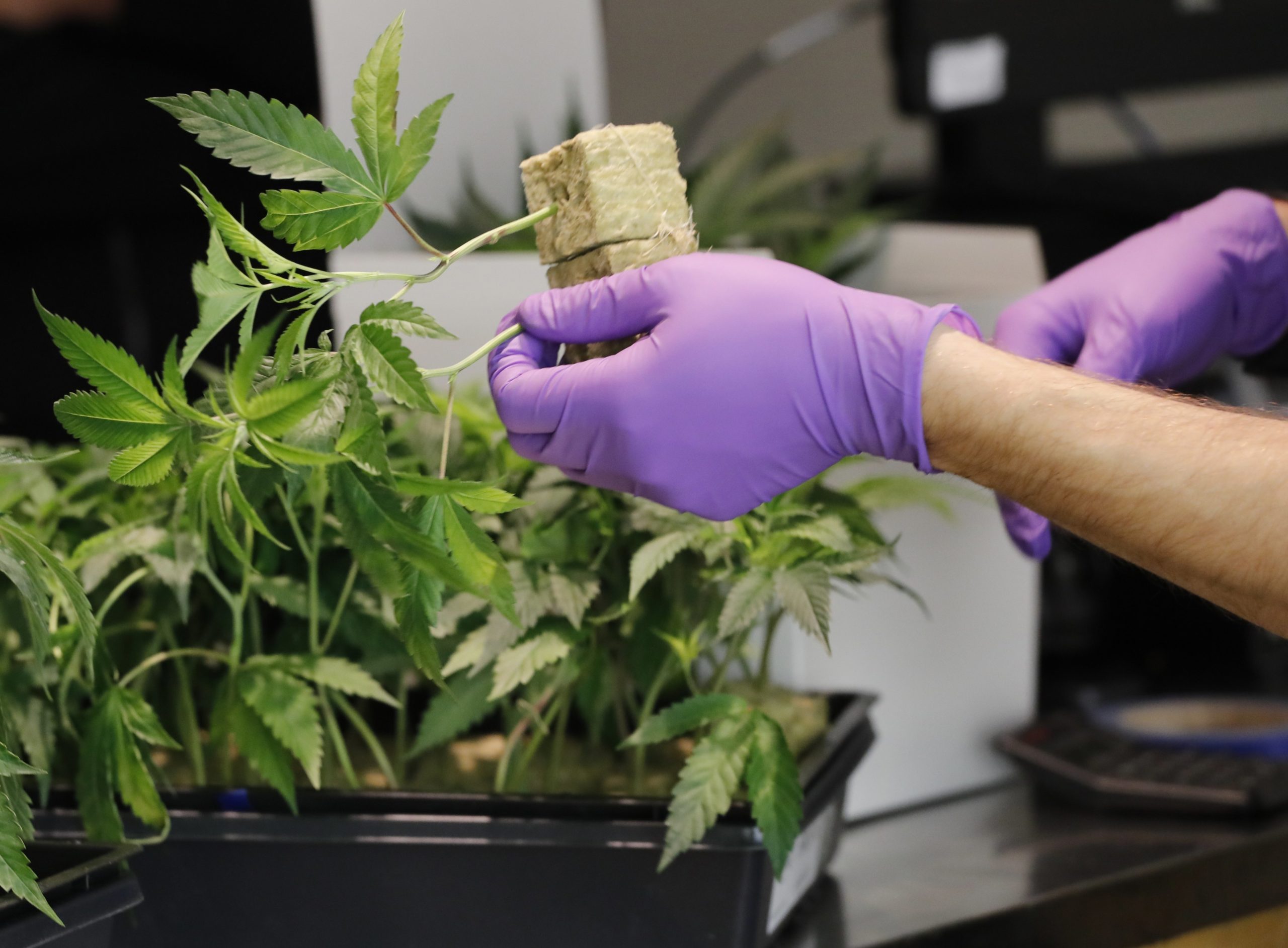 Fábrica de canábis medicinal cria 200 postos de trabalho em Cantanhede