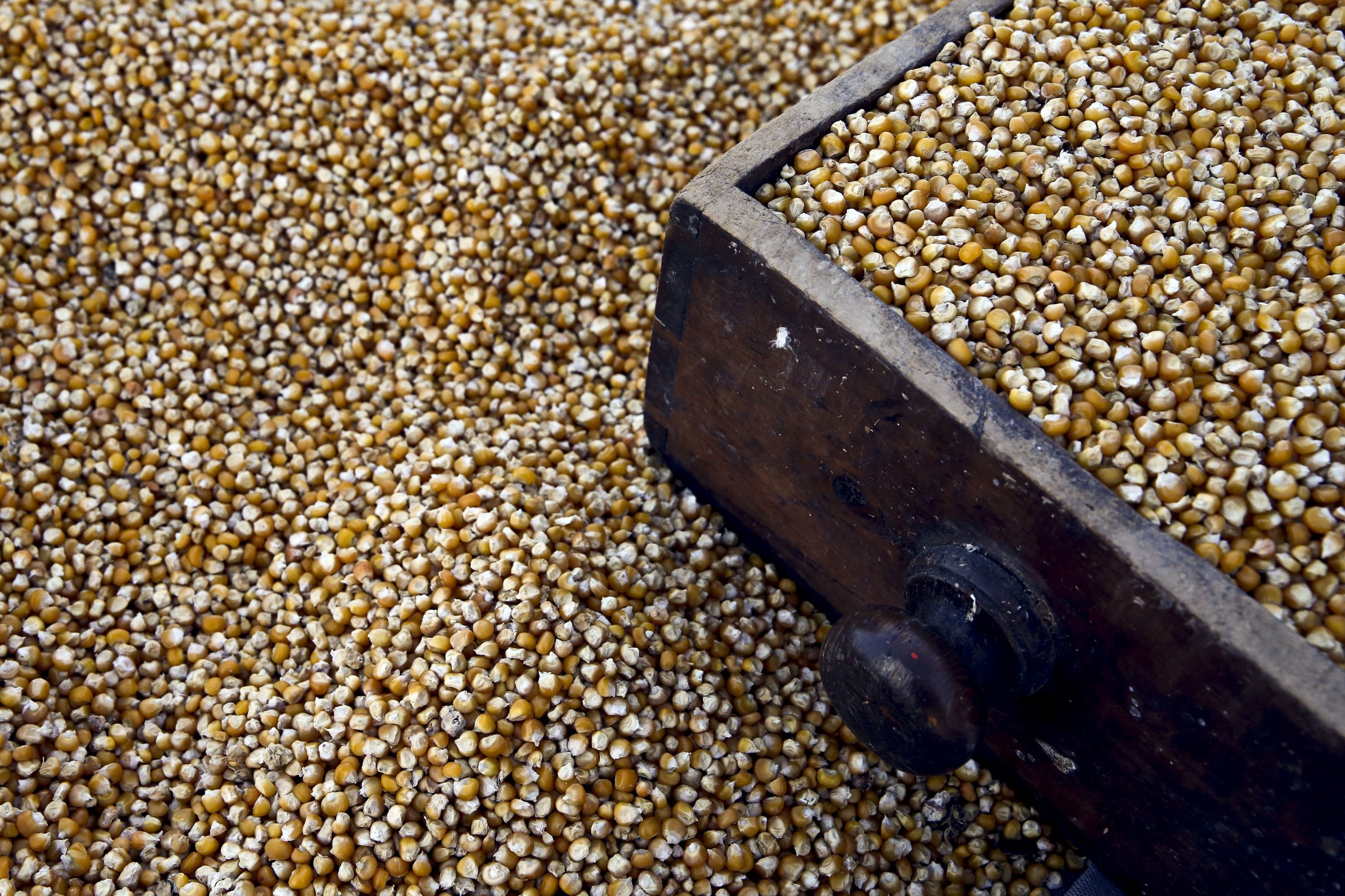Armazenistas e importadores de cereais sem escassez — mas já estão a apostar em alternativas à Ucrânia