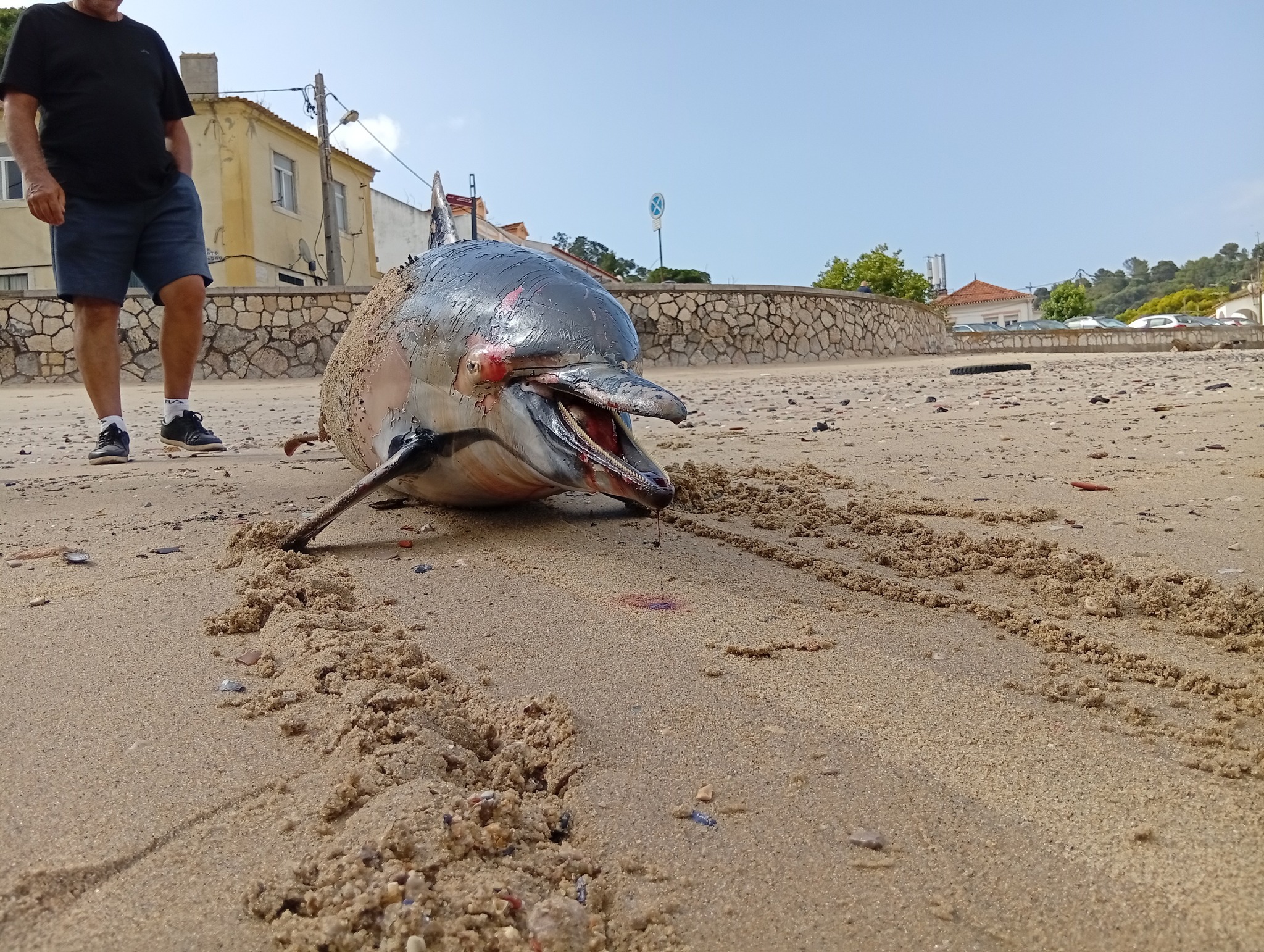 Golfinho encontrado morto na Caparica