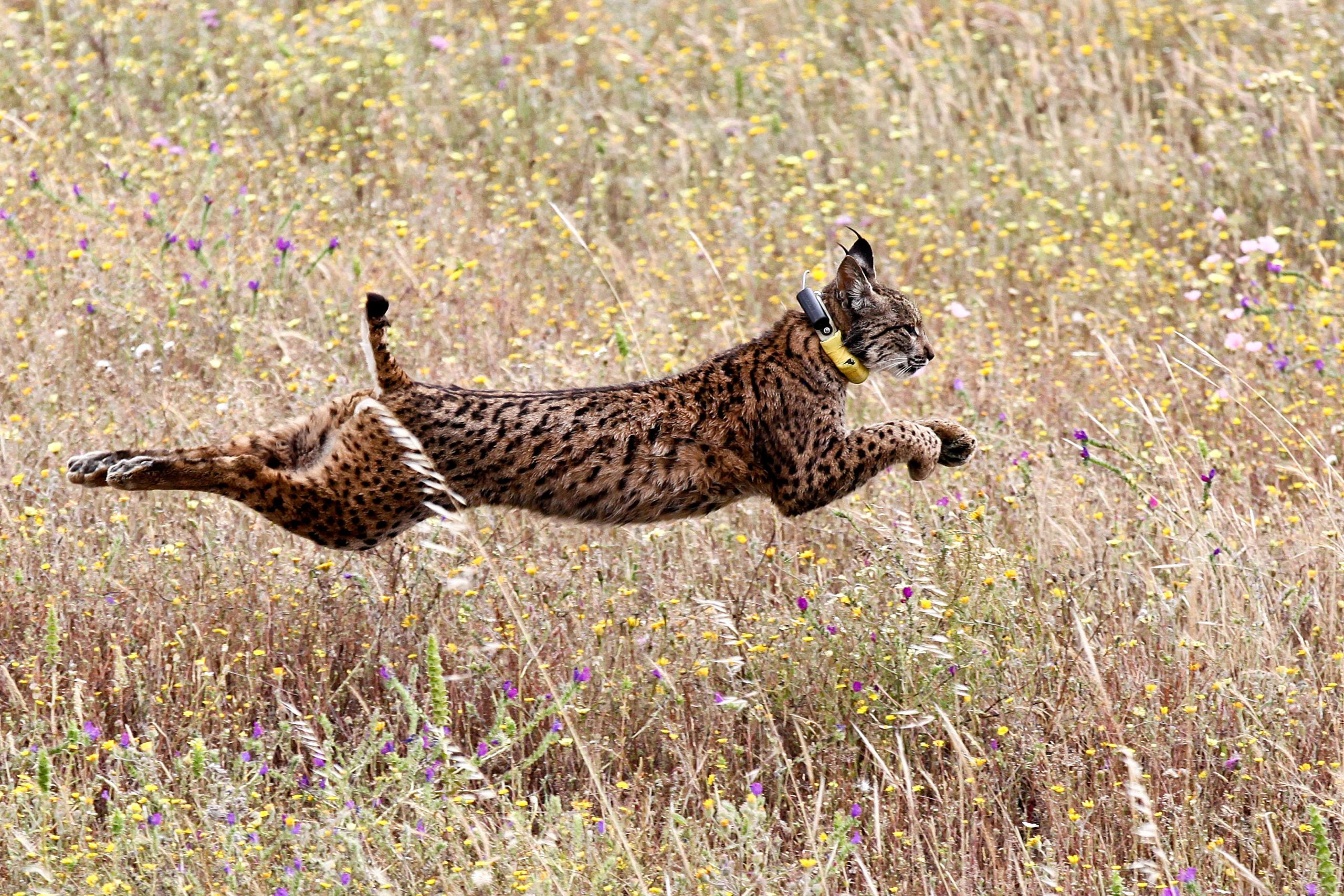 População de lince ibérico ultrapassa os dois mil exemplares na Península Ibérica