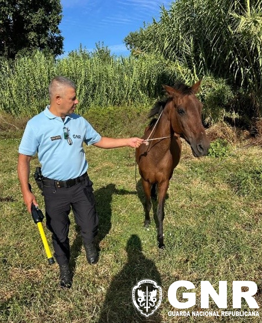GNR recupera cavalo furtado em 2023 e identifica suspeito na Moita
