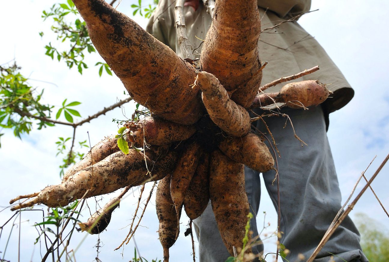Praga desconhecida dizima mandioca na Guiana Francesa e no norte do Brasil