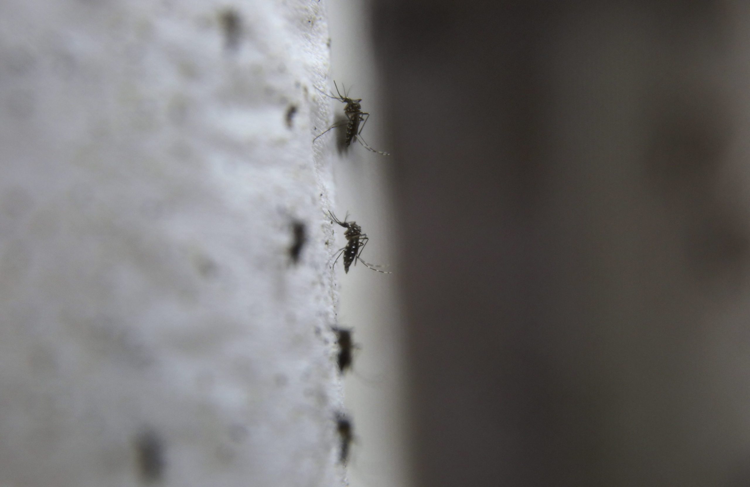Brasil: Casos de dengue, vírus Zika e chikungunya diminuem 89%
