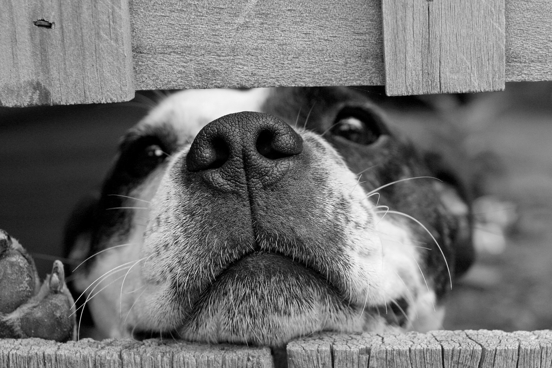 Lisboa vai passar a ter Provedor Municipal dos Animais a tempo inteiro