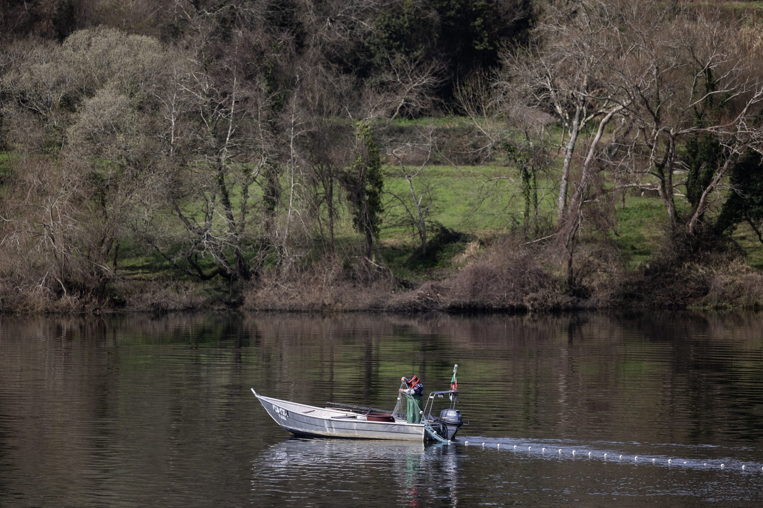 Especialista defende proibição da pesca da lampreia devido à escassez