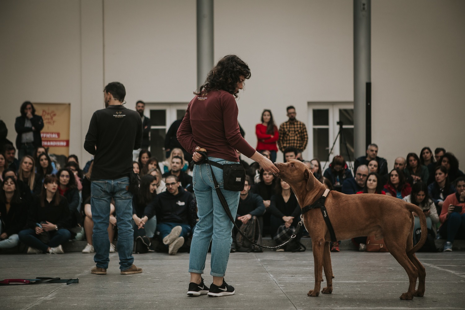 Há a Web Summit, mas também a Dog Summit. Tudo pelo bem estar do melhor amigo do homem