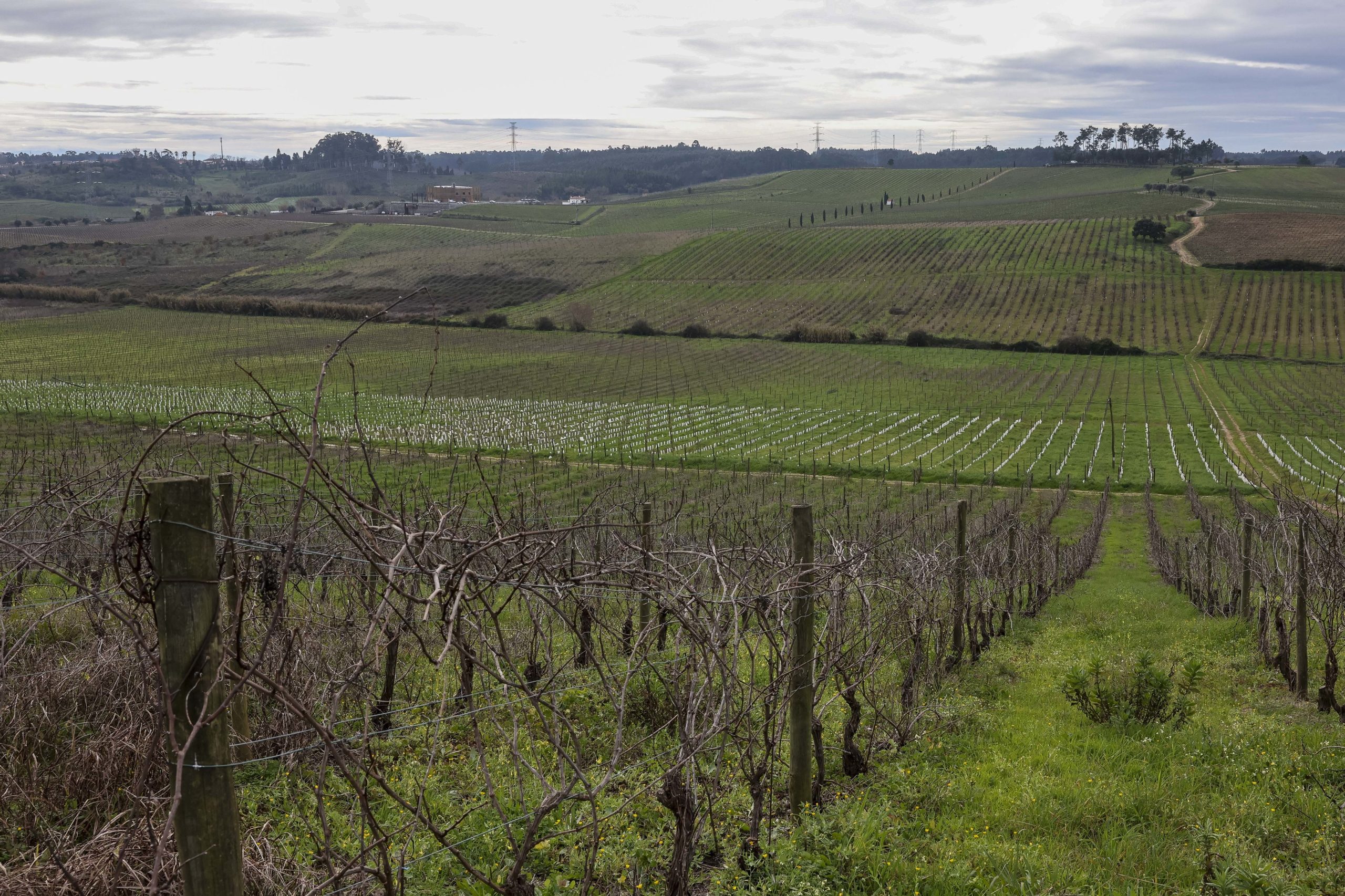 Ministro da Agricultura diz que descativa verbas do Instituto da Vinha e do Vinho e do Instituto dos Vinhos do Douro e Porto mal OE entre em vigor